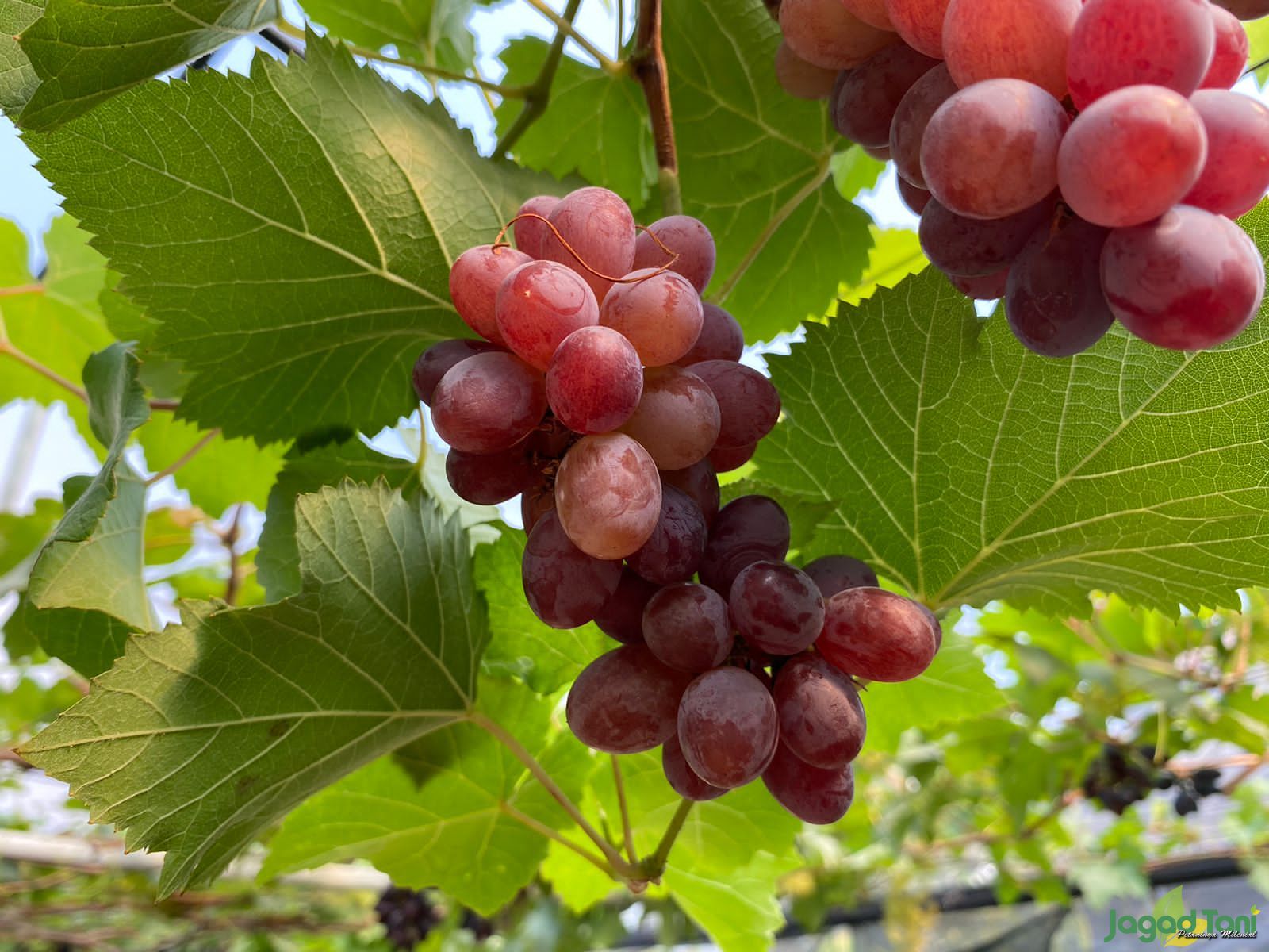 Manfaat Buah Anggur Bagi Kesehatan 