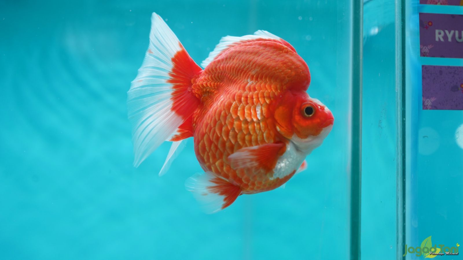 Ikan mas koki di Aquafest 2023