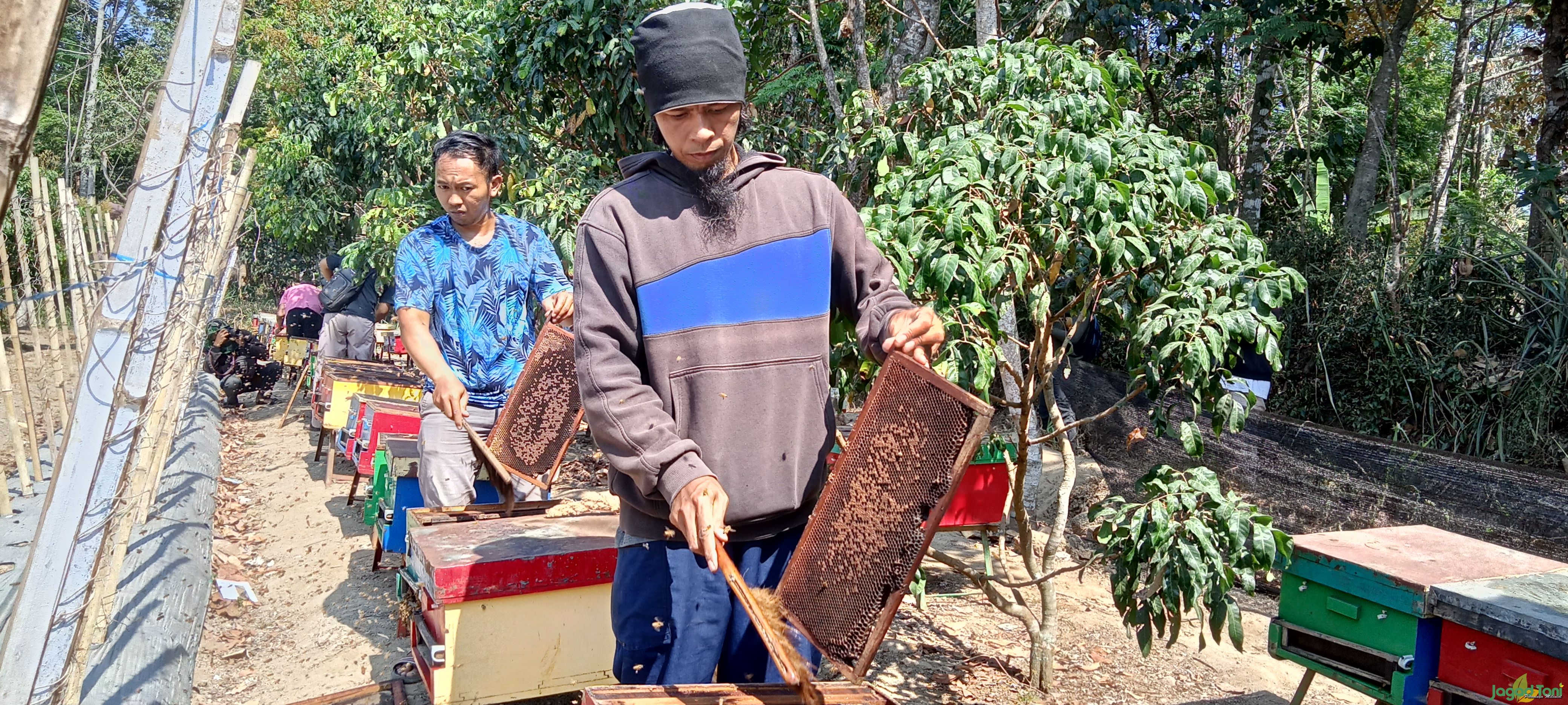 Proses panen madu lebah Apis Mellifera di kebun Putra Merapi Tani di Desa Bengking, Kecamatan Jatino