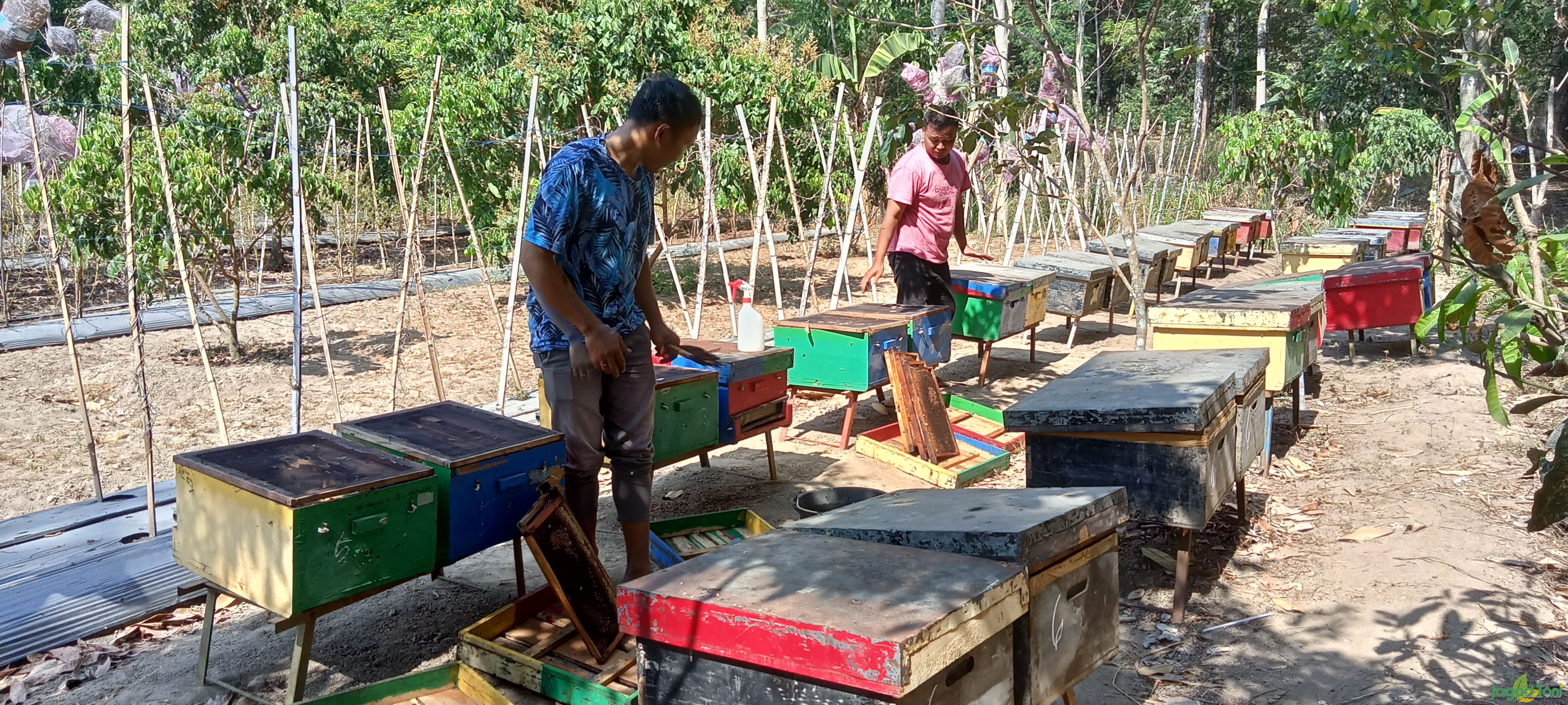 Asyiknya Berwisata di Kebun Lebah Mellifera, Bisa Mencicipi Madu dari Sarangnya 