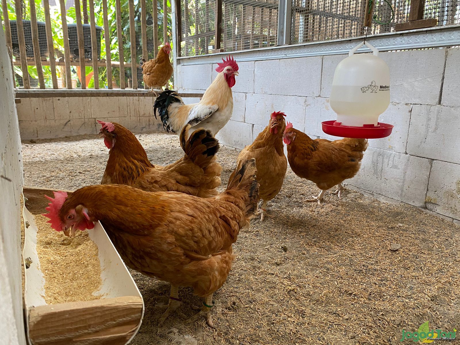 Ayam Sasso Bernilai Ekonomis Tinggi