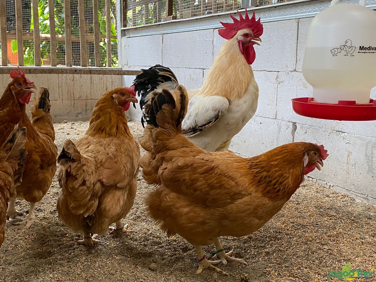 Ayam Sasso 