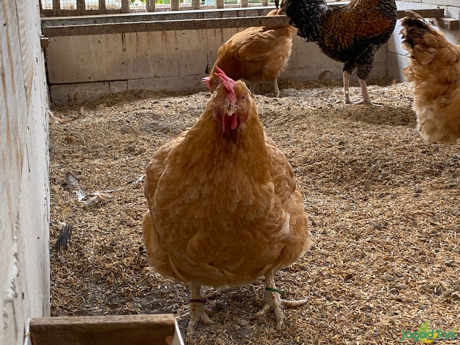 Ayam Sasso Bernilai Ekonomis Tinggi