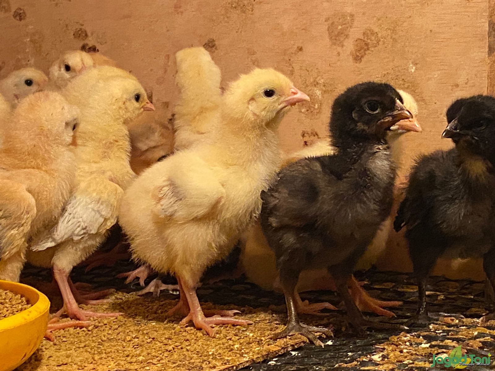 Ayam Sasso Bernilai Ekonomis Tinggi