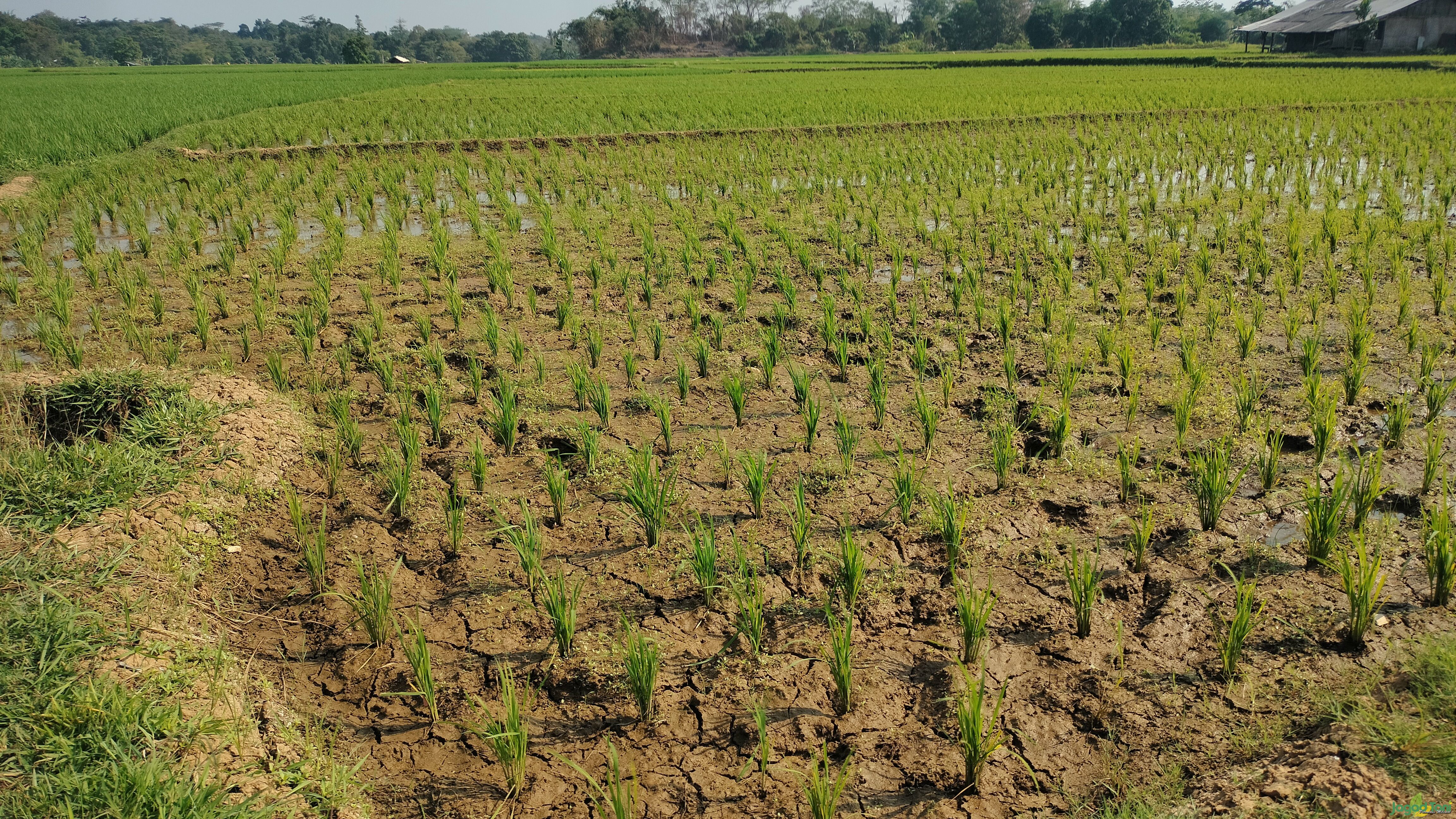 Kondisi pertanian di tengah El Nino 