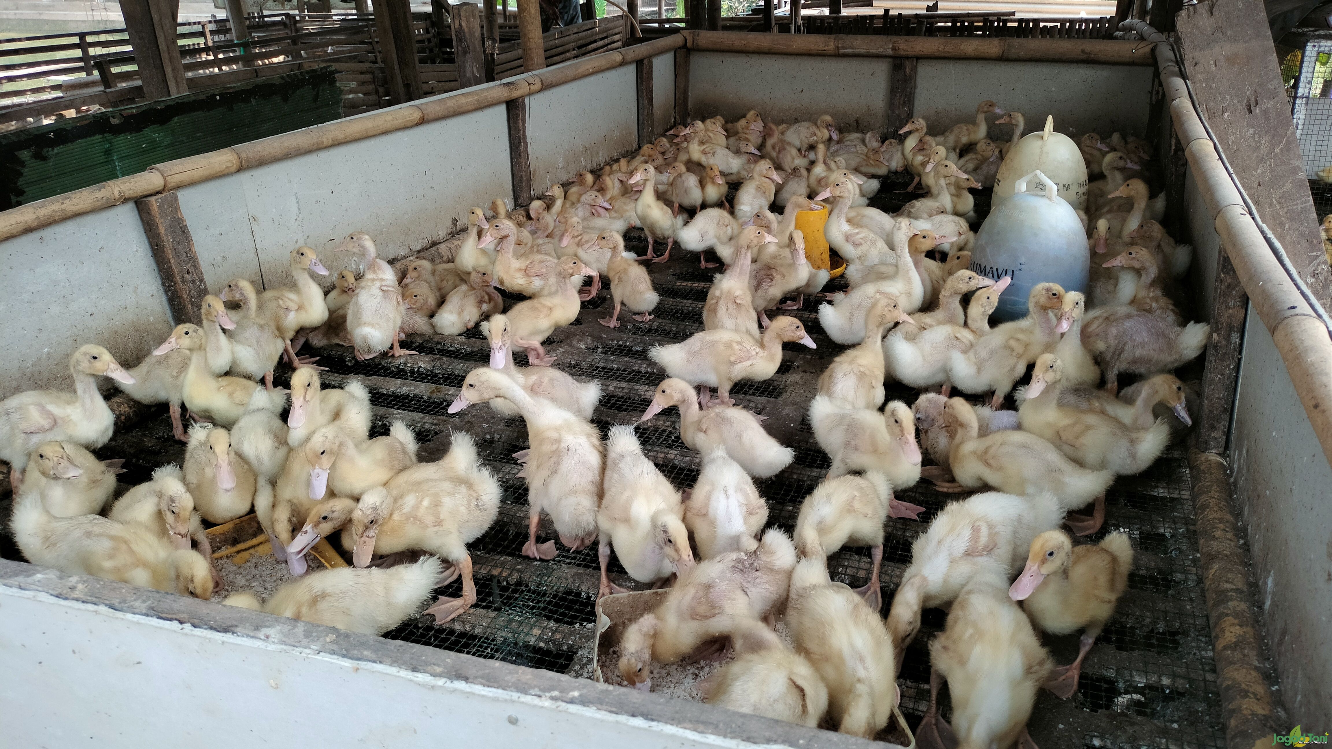 Faktor Penyebab Bebek Lambat Berkembang