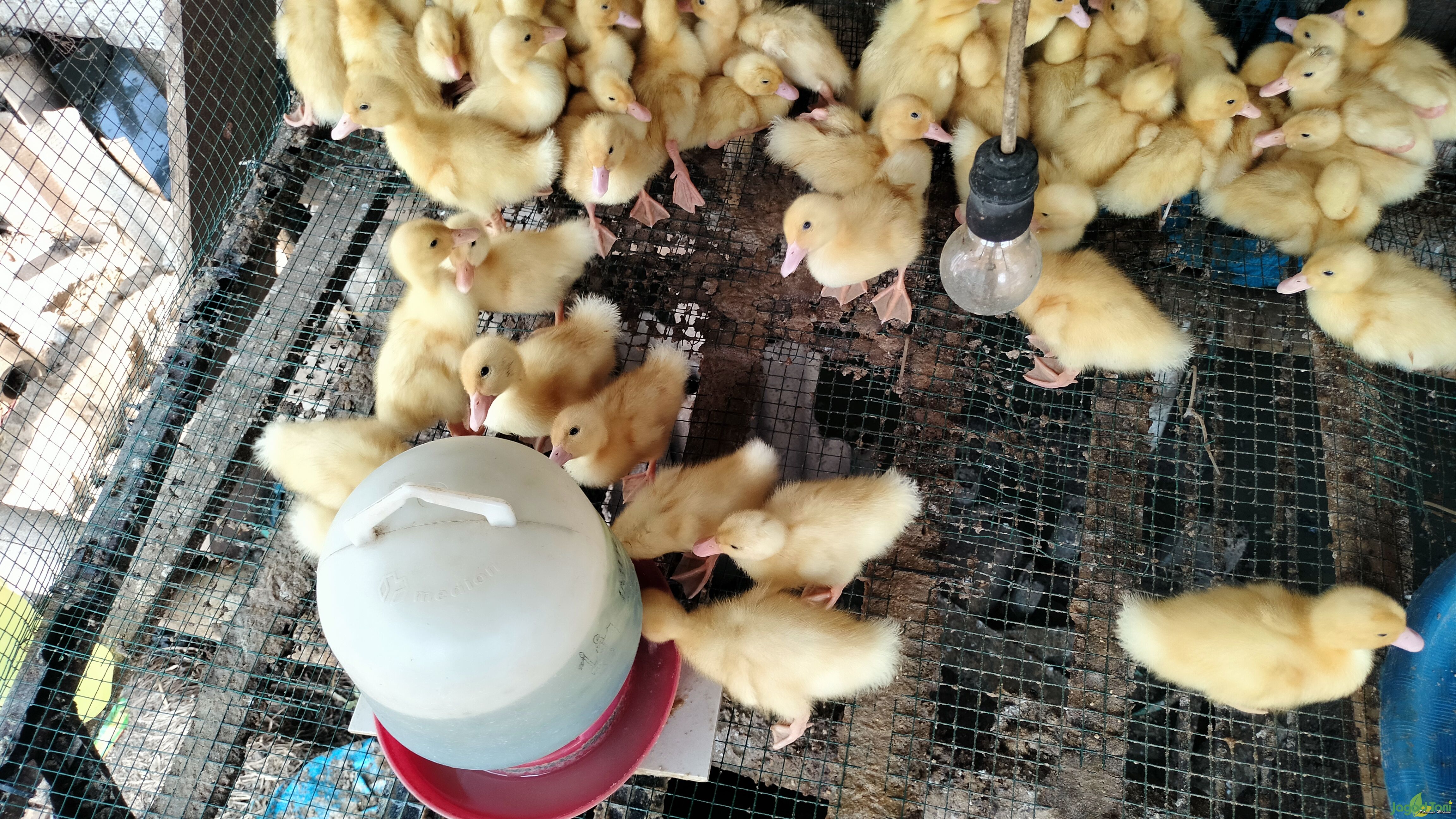 Faktor Penyebab Bebek Lambat Berkembang