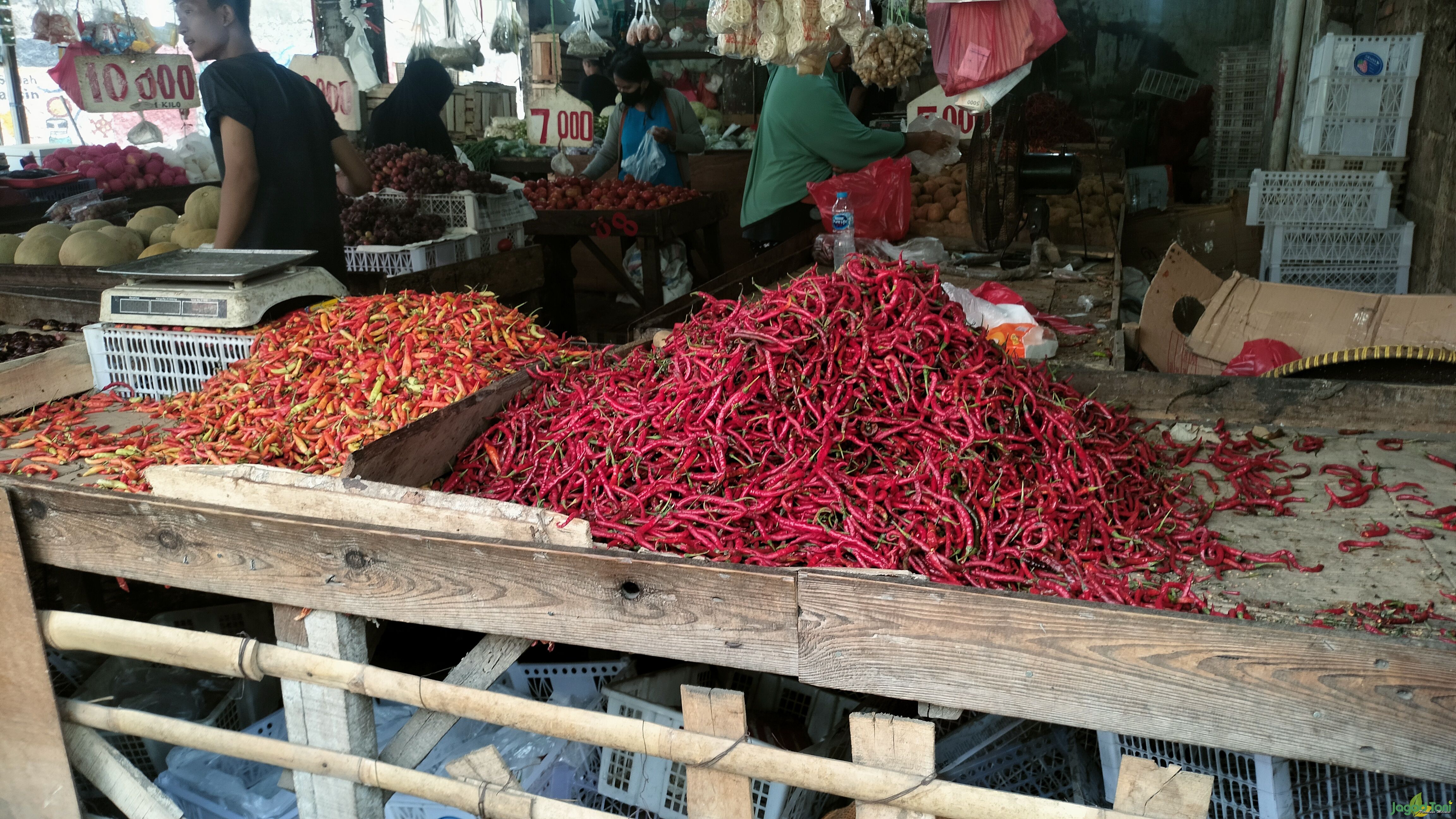 Harga Cabai hari ini