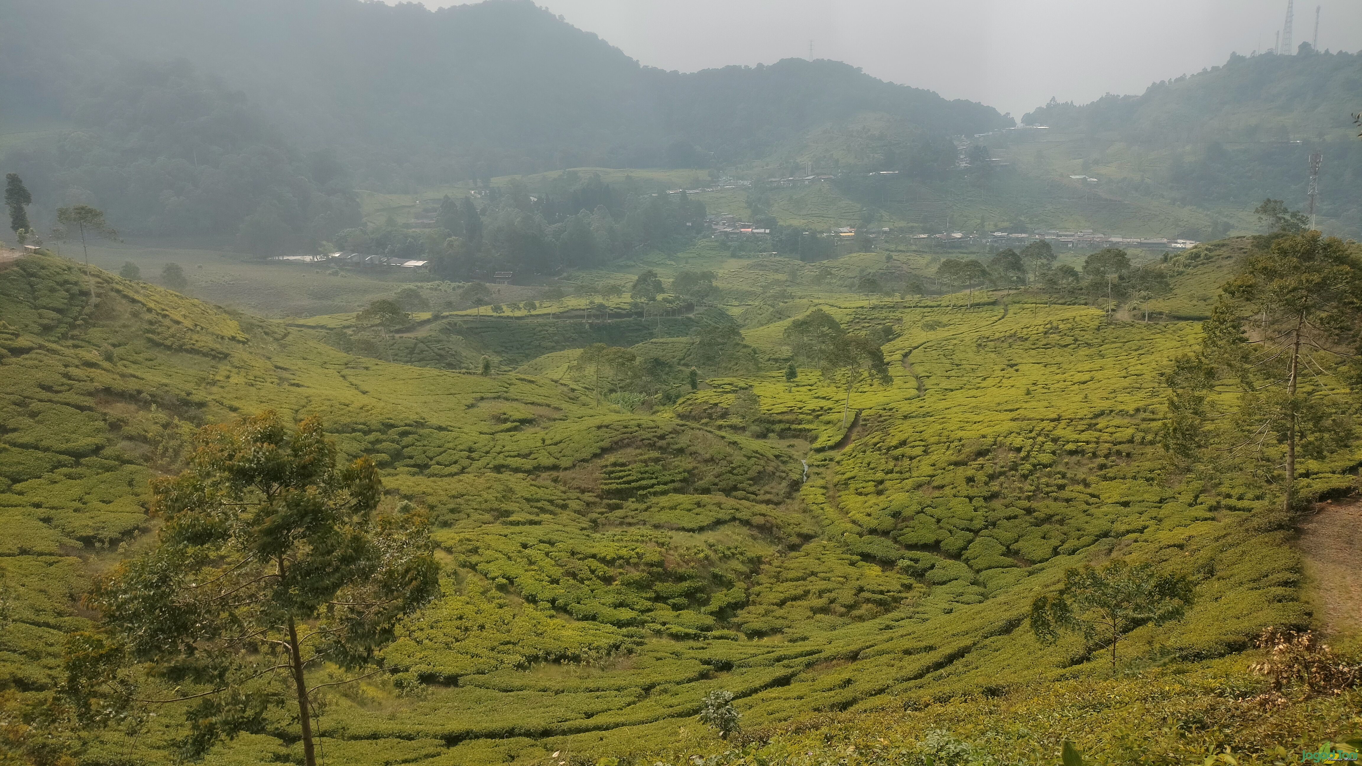 Perkebunan Teh di Puncak Bogor