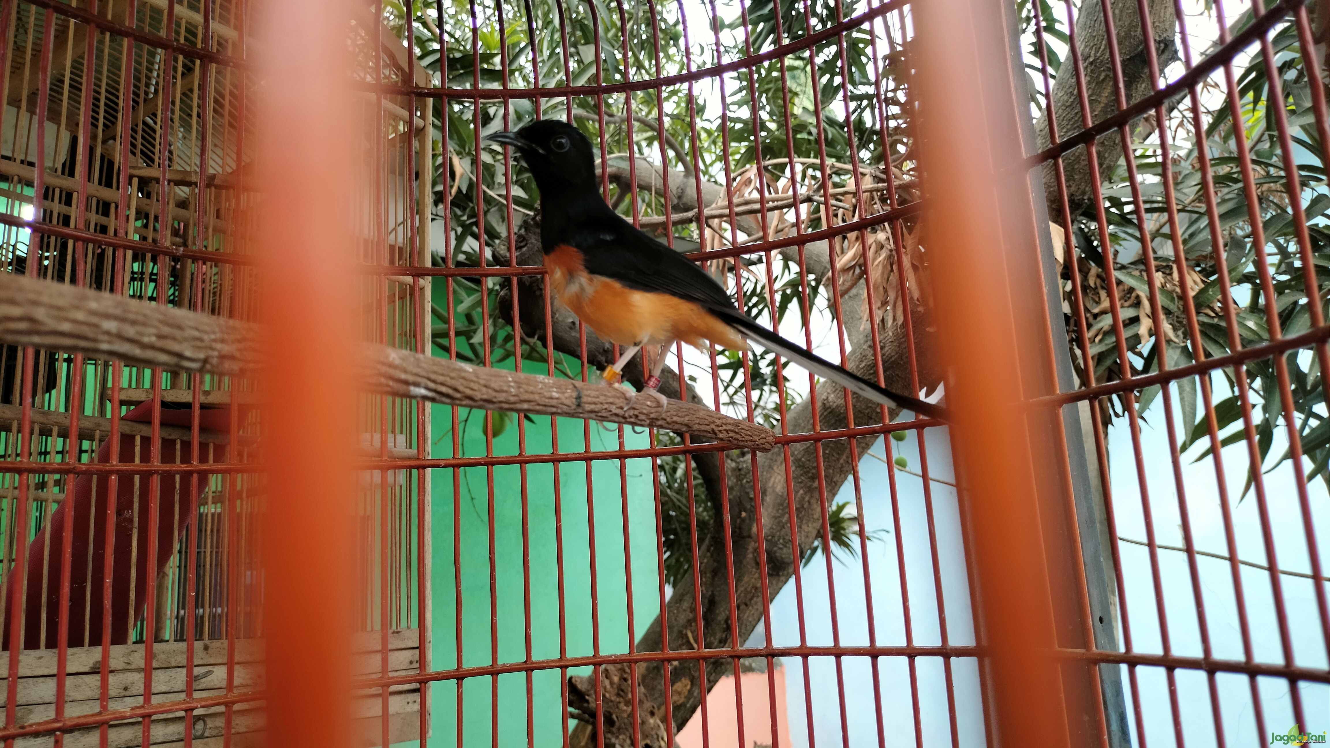 Murai batu