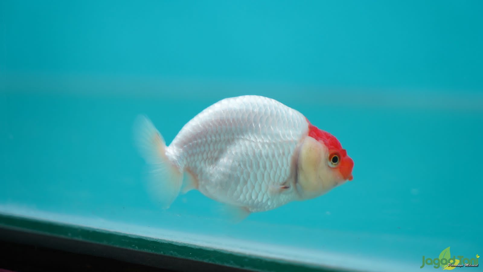  Merawat Ikan Mas Koki Kontes