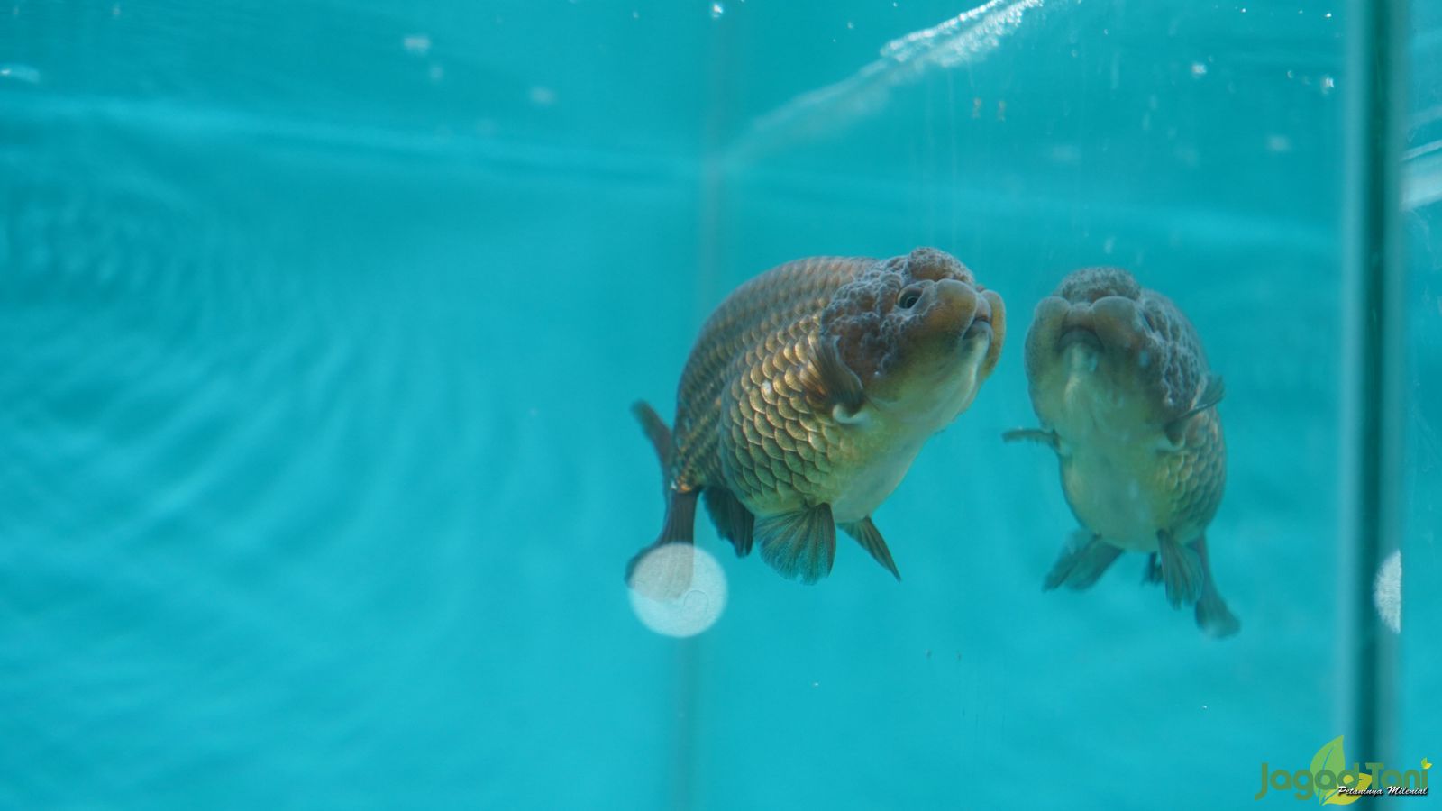  Cara Merawat Ikan Mas Koki Kontes