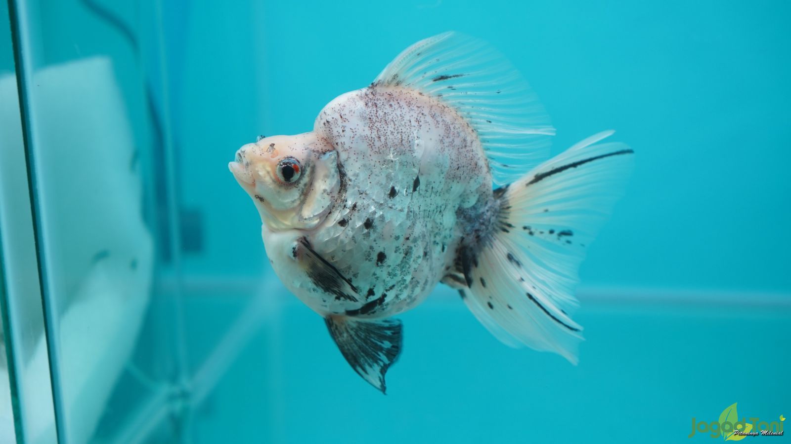  Tips Merawat Ikan Mas Koki Kontes