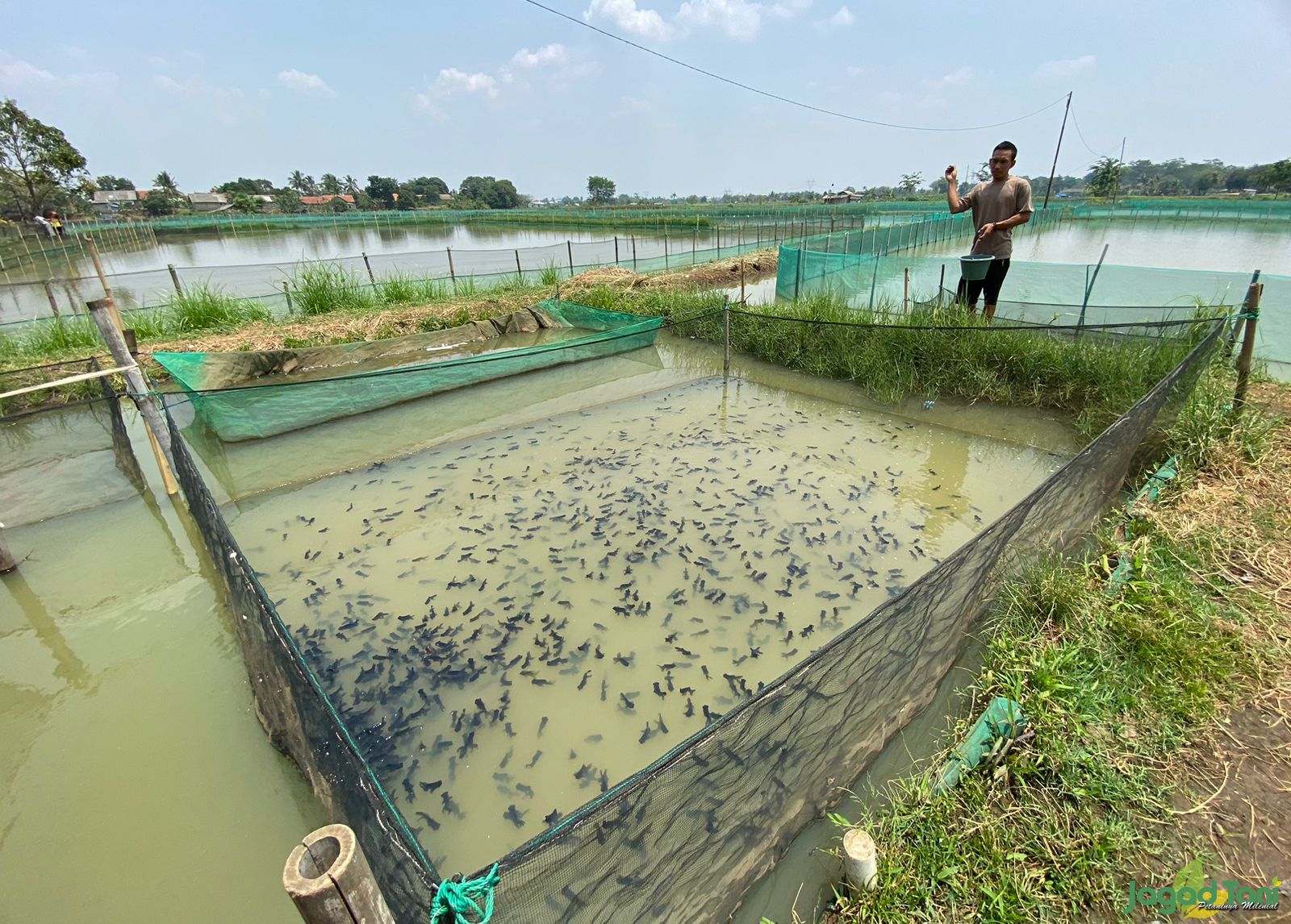 Ikan mas koki