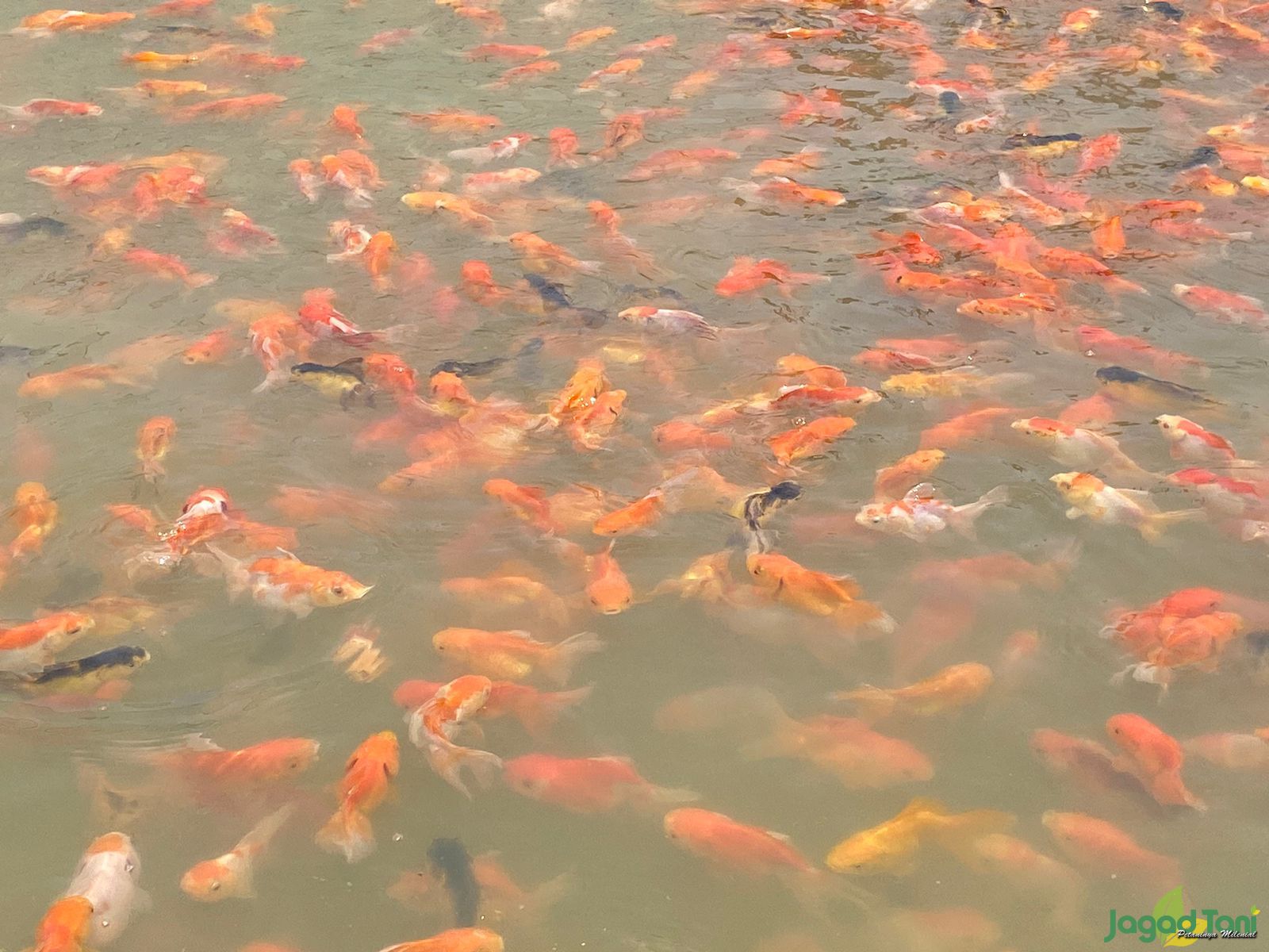 Memilih Indukan Ikan mas koki