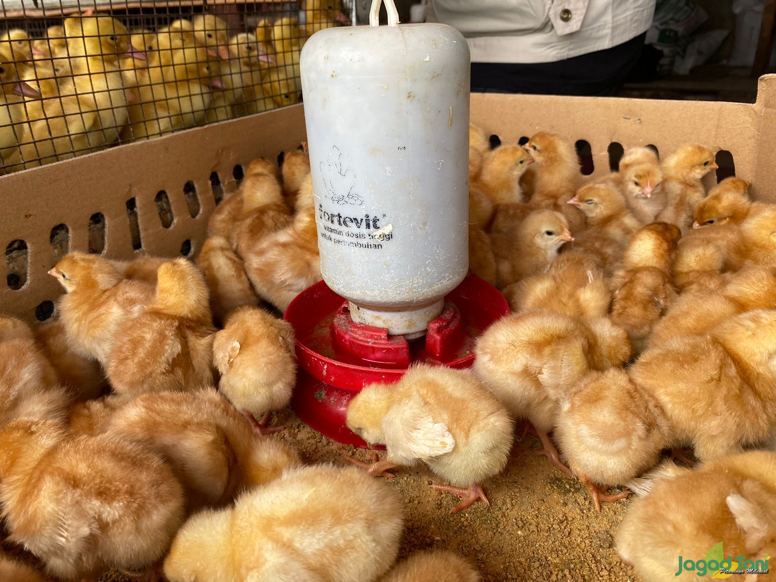 Mengenal DOC Ayam Petelur Agar Tidak Rugi