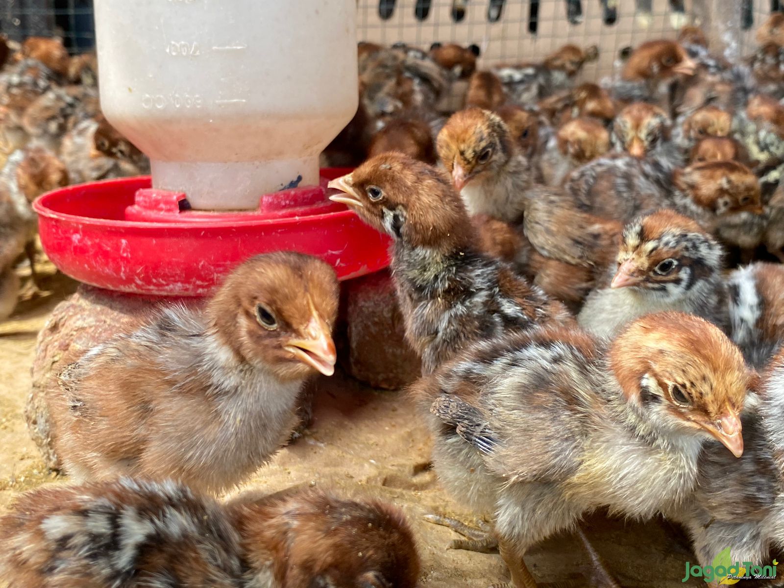 Mengenal DOC Ayam Petelur Agar Tidak Rugi
