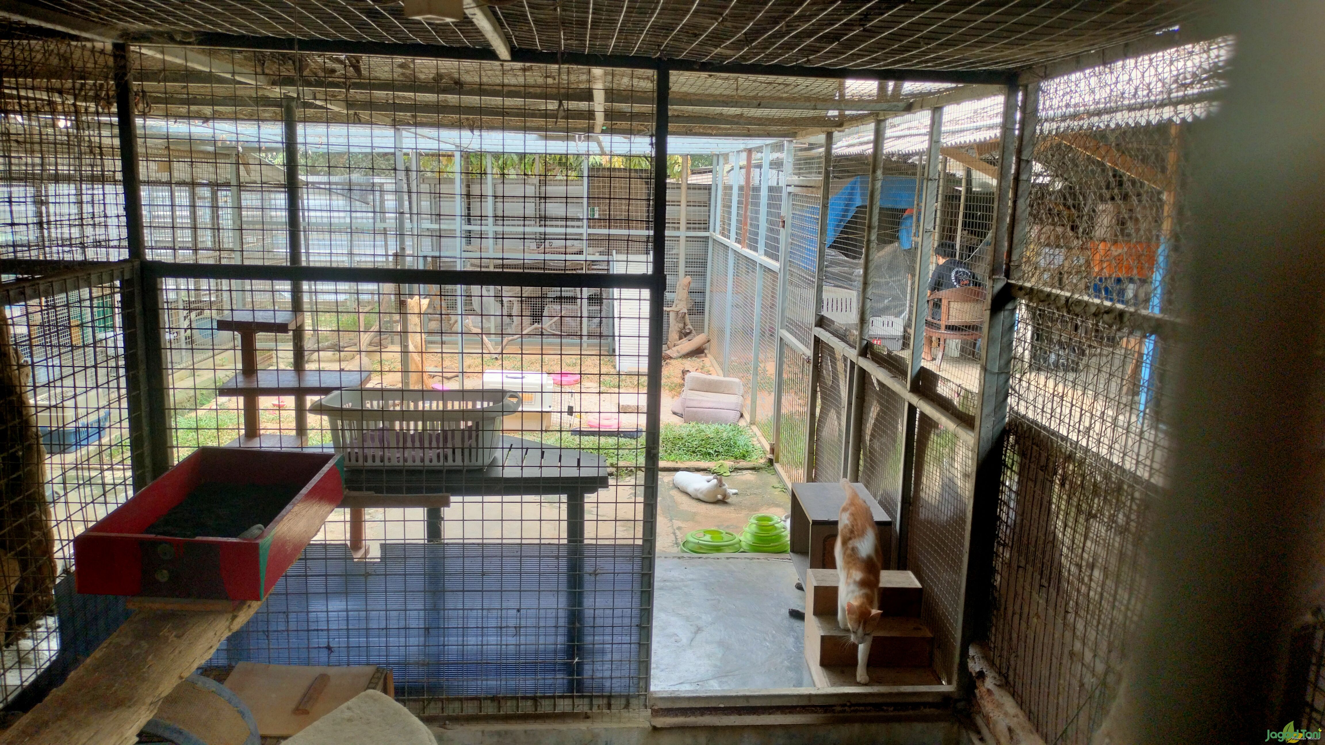 Shelter kucing di JAAN Domestic 