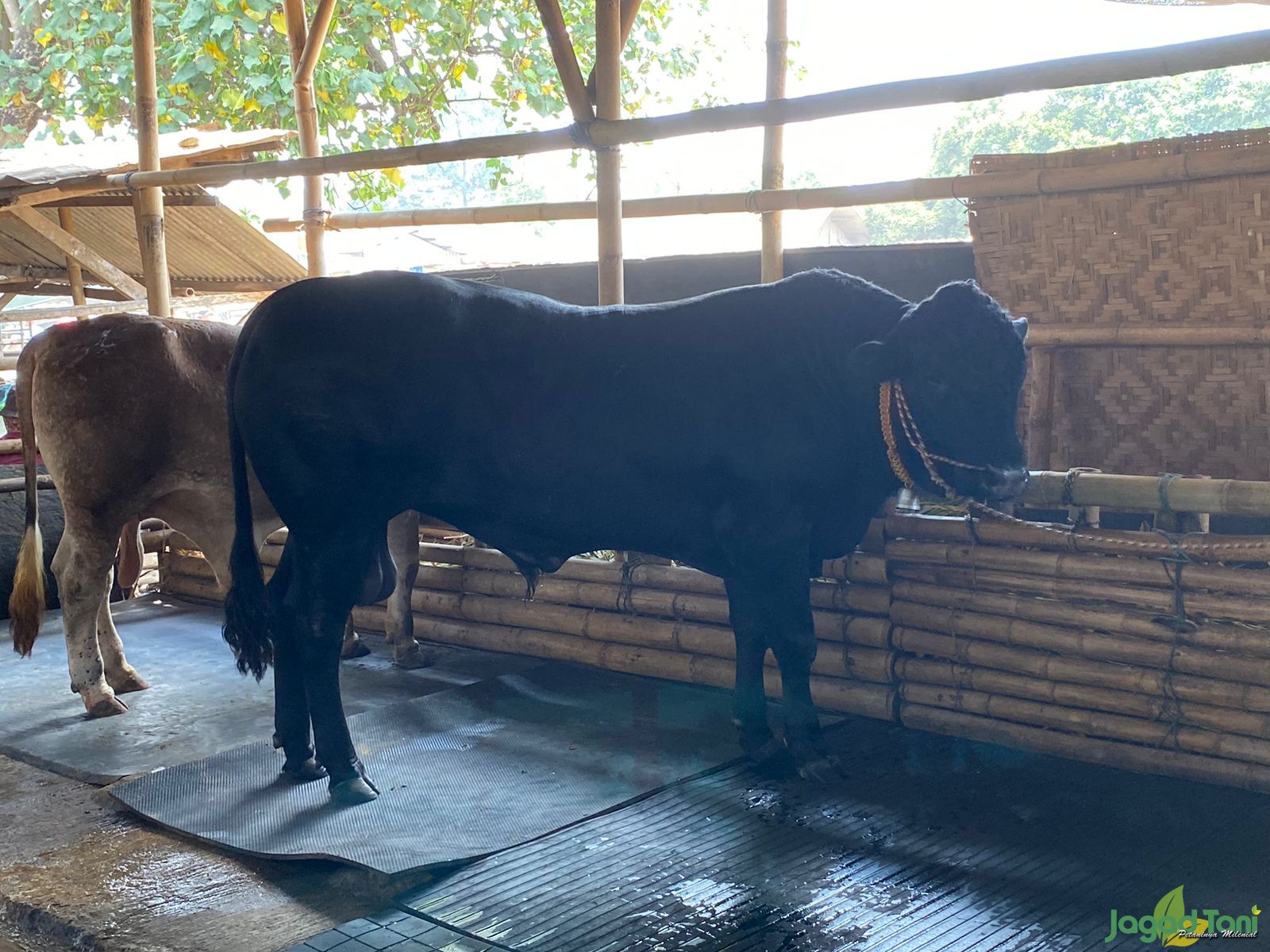 Sapi Brangus di pasar hewan Jonggol 