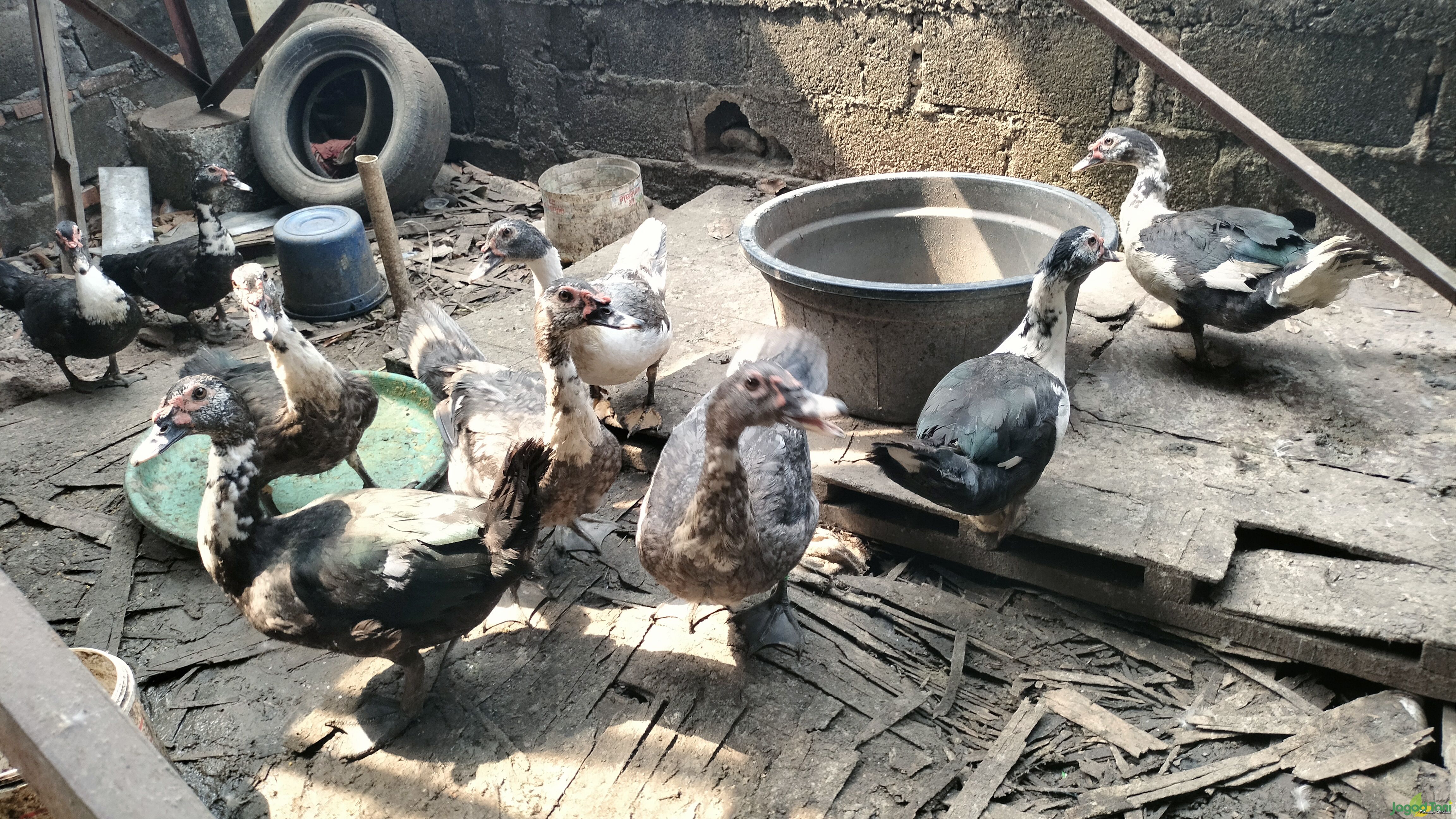 Entok jadi tambahan pendapatan 