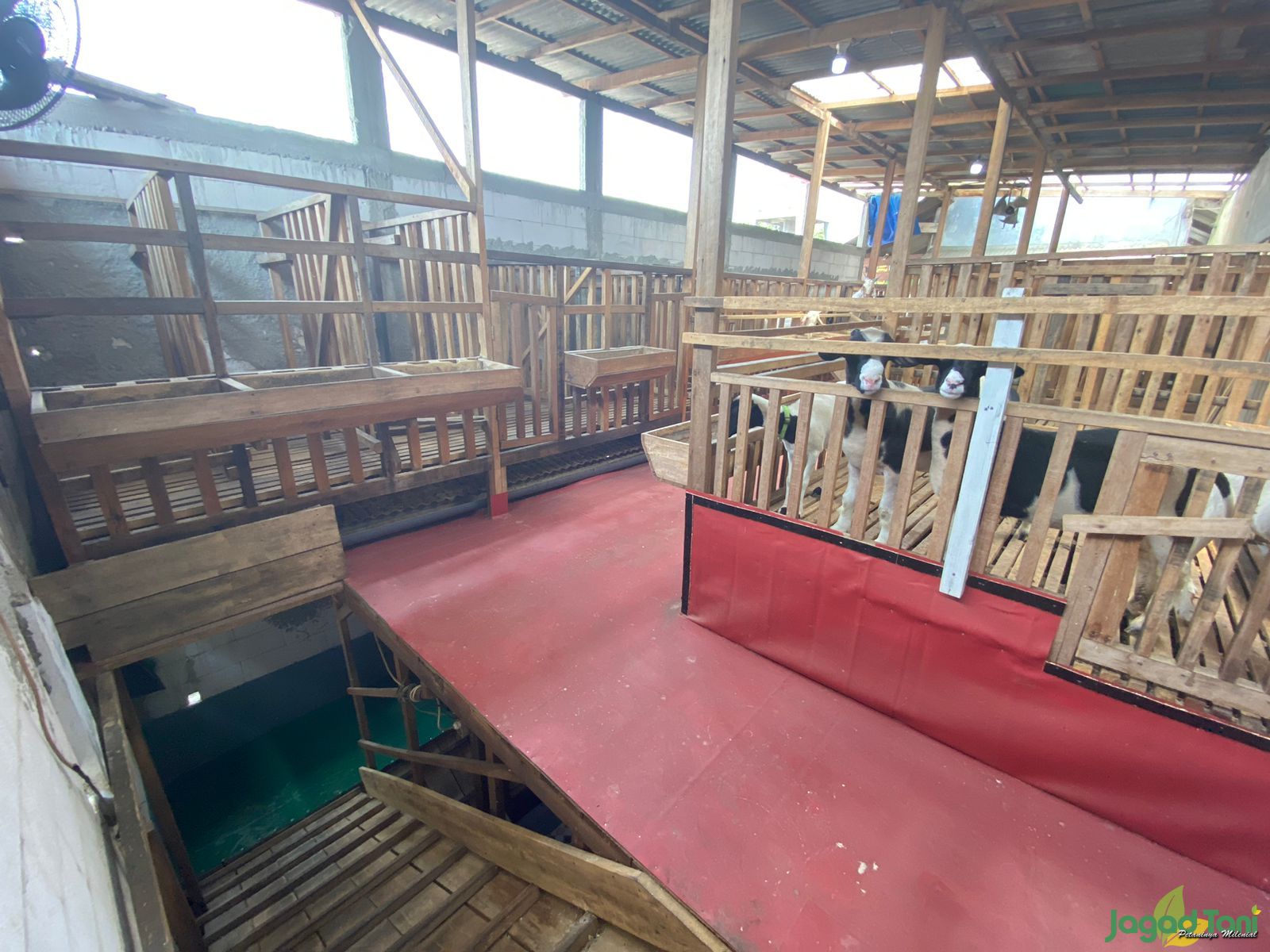 Zyan Farm, kandang Kambing bertingkat 