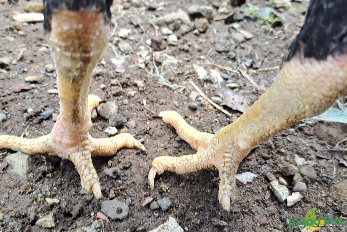 Sisik pada kaki ayam bangkok aduan 
