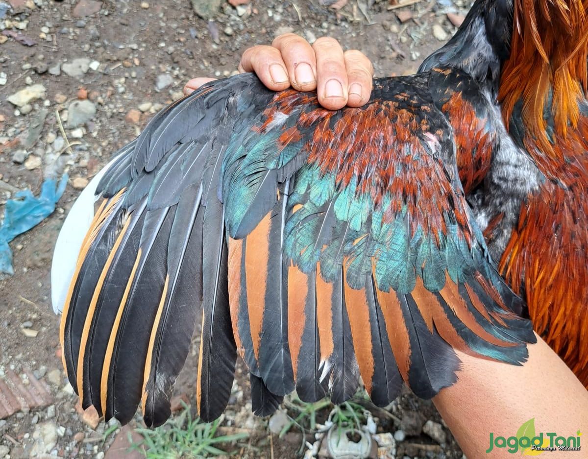 Warna bulu ayam bangkok aduan calon juara 
