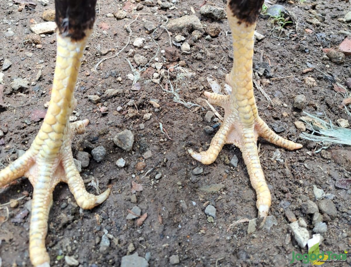Kaki ayam bangkok aduan 