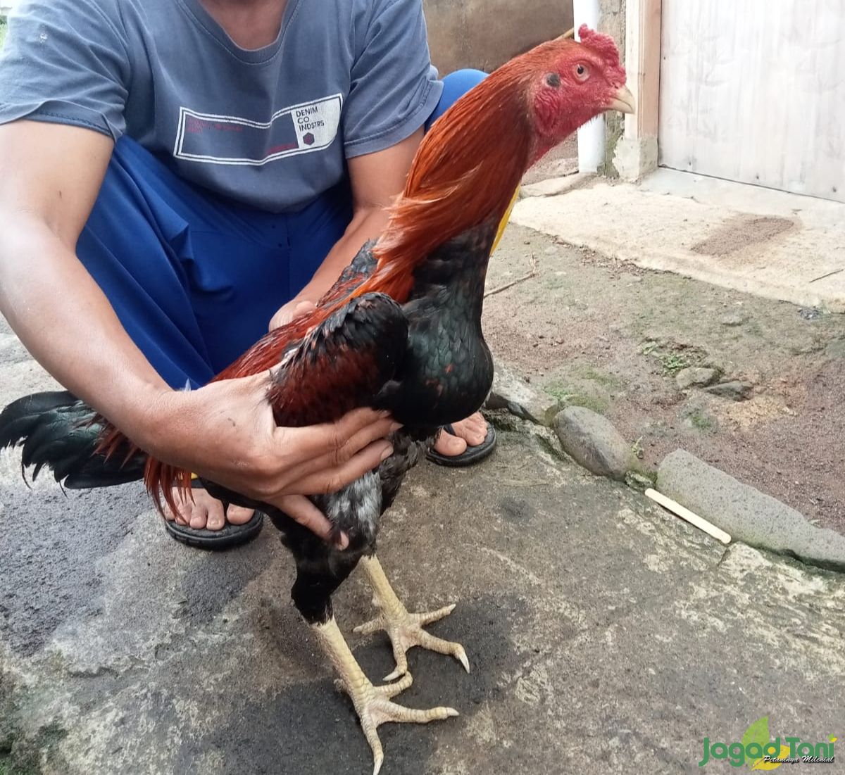Ayam bangkok aduan calon juara 