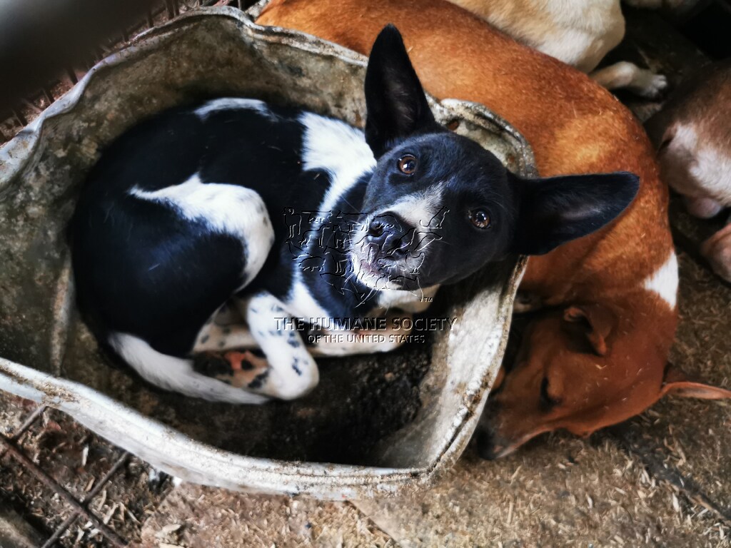 Artis Internasional menyerukan diakhirinya perdagangan daging anjing dan kucing yang kejam di Indone