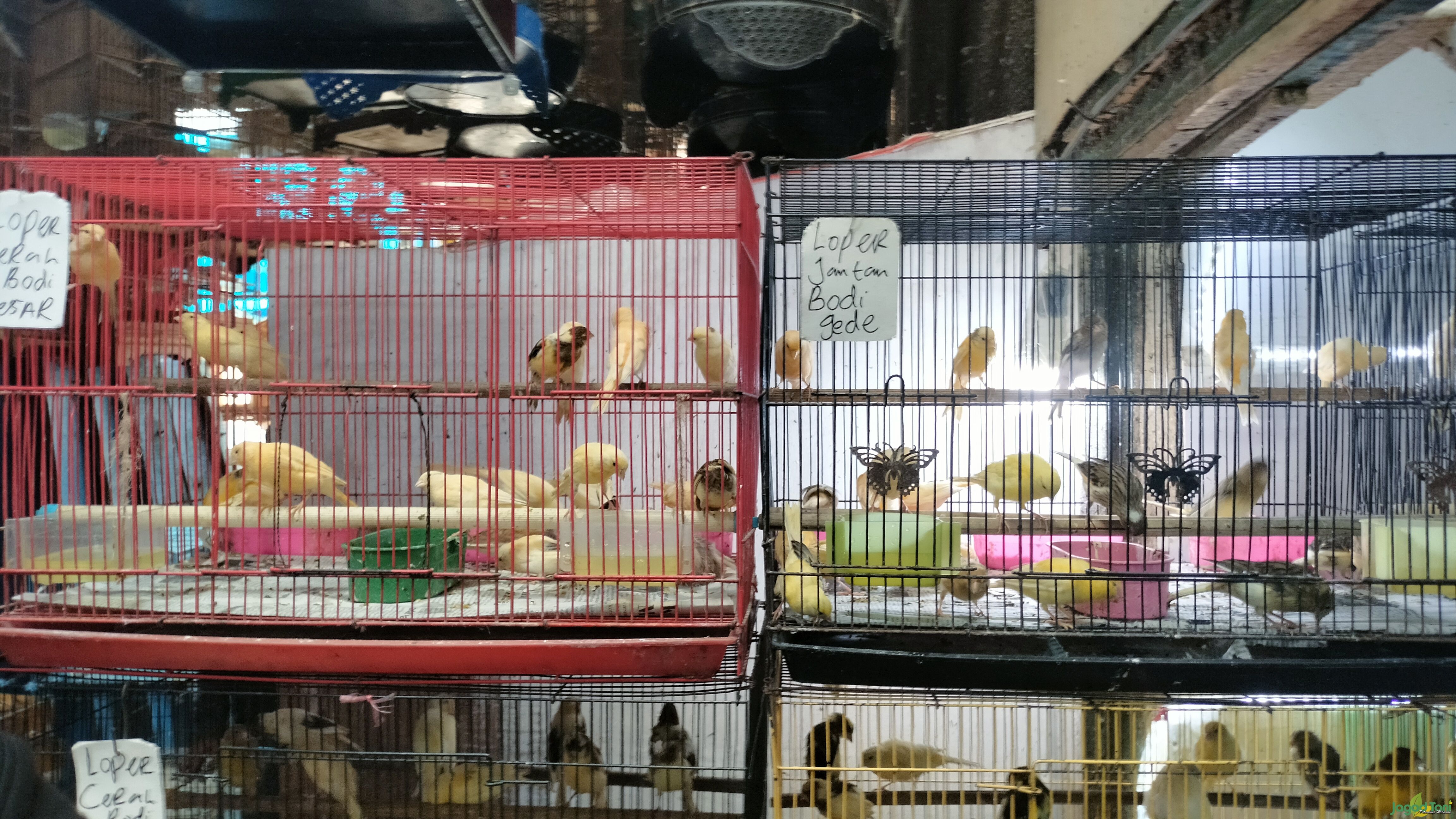 Burung kenari