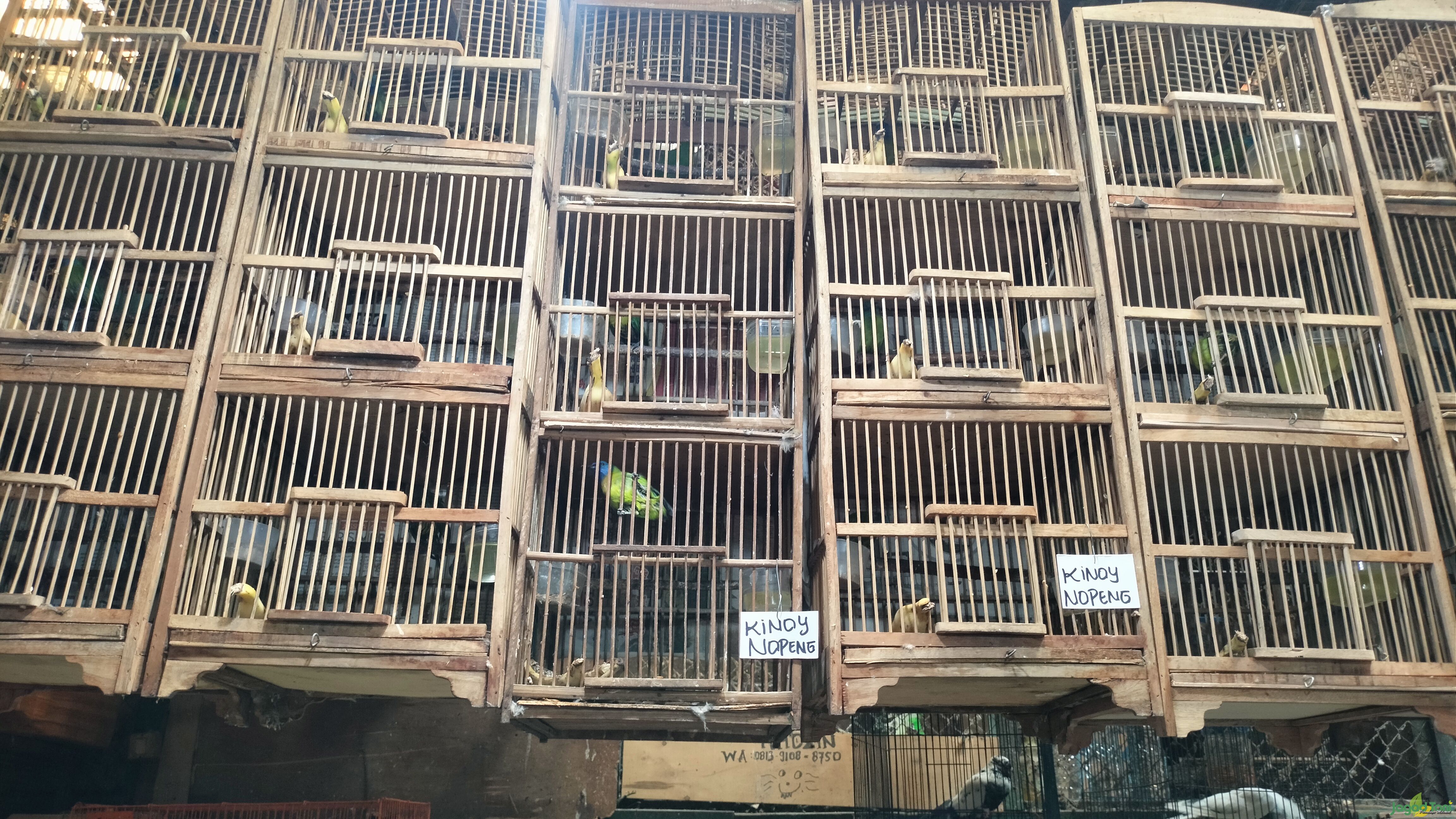 Burung kinoy nopeng - Singgih Saputra 