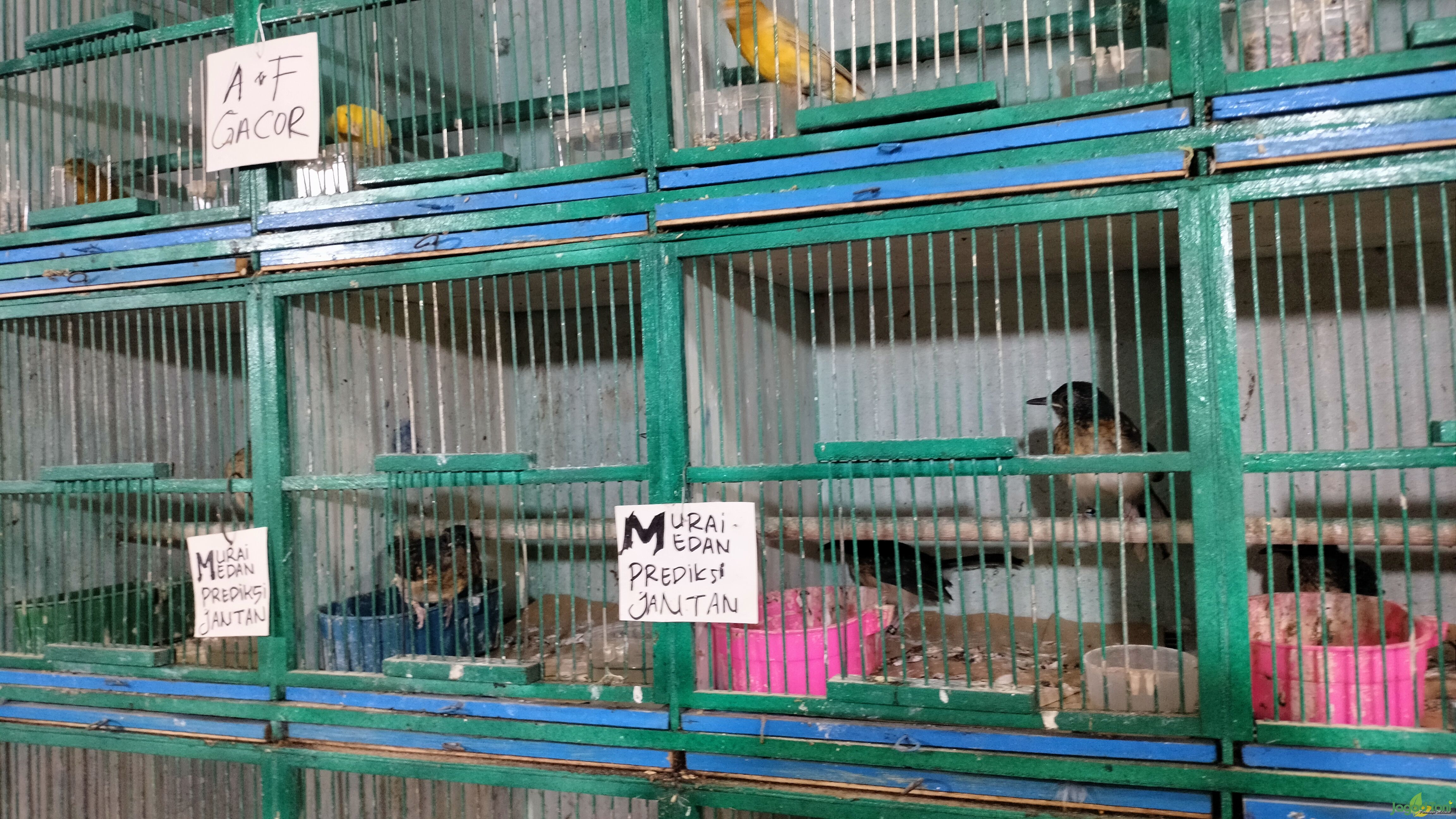 Burung Murai prediksi jantan