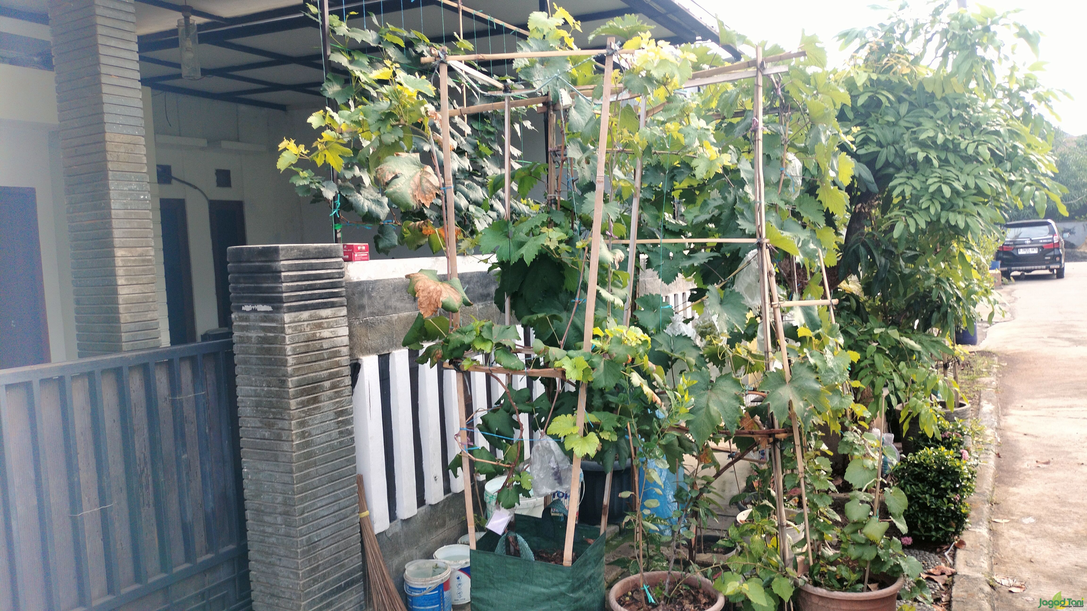Urban Farming anggur di Bekasi