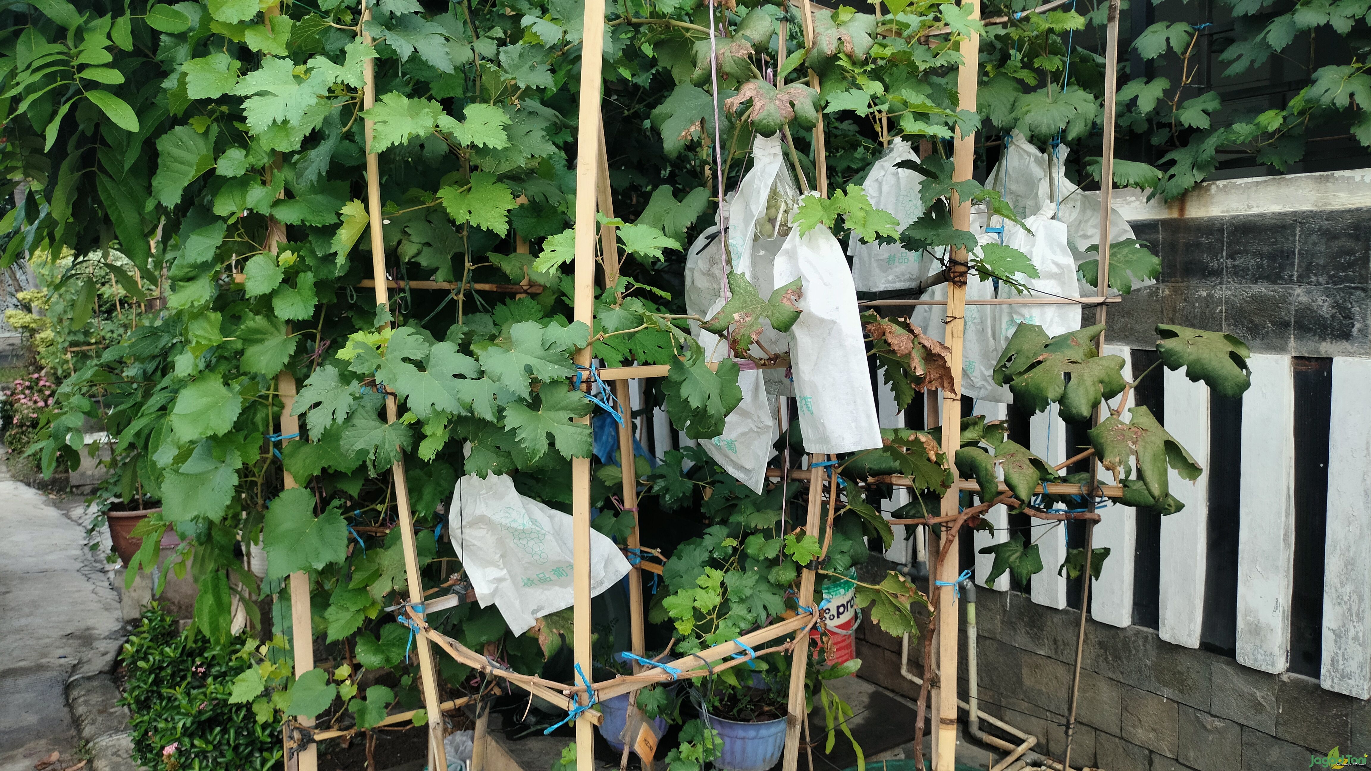 Urban Farming Anggur 