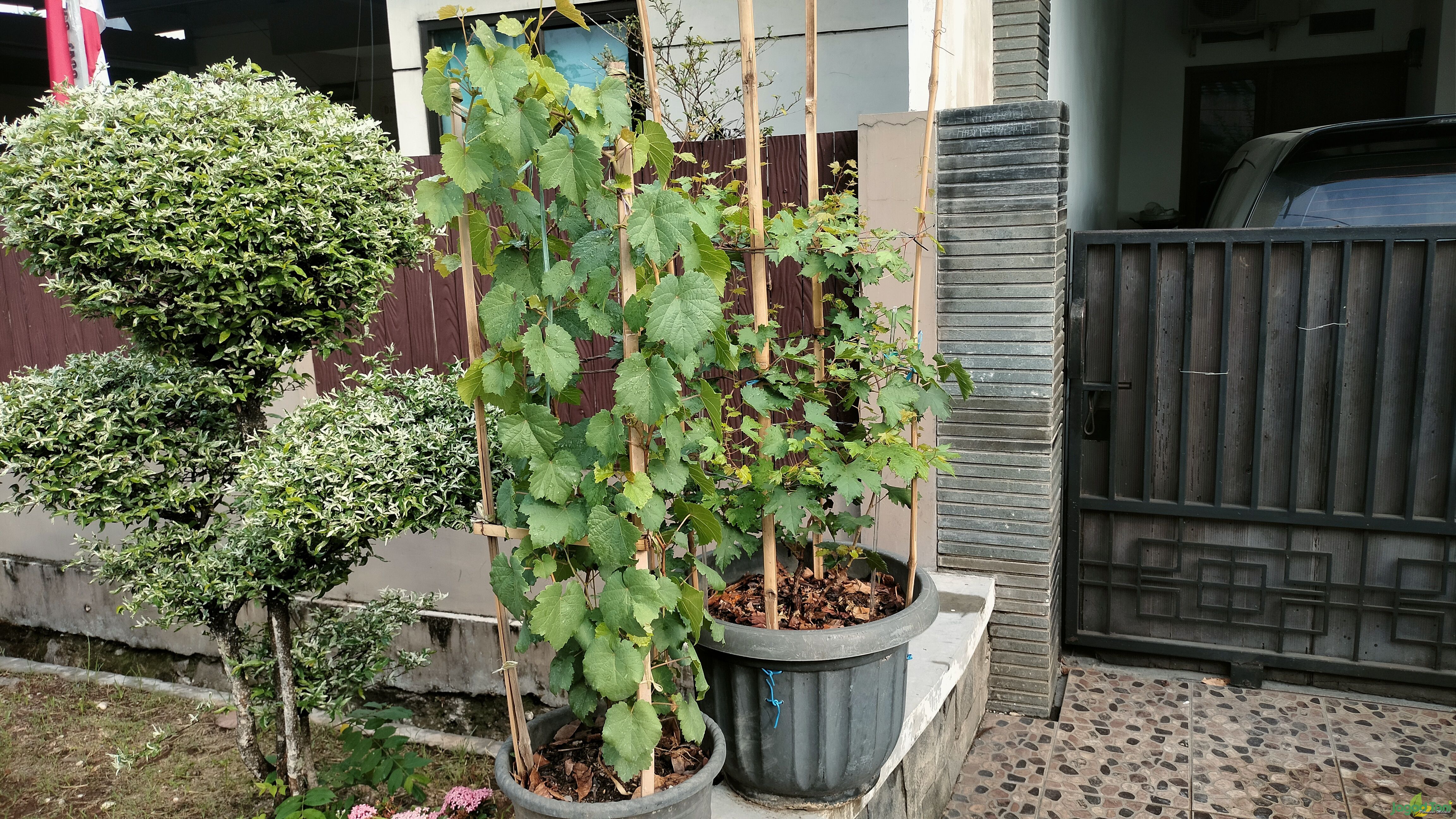 Urban Farming di depan rumah