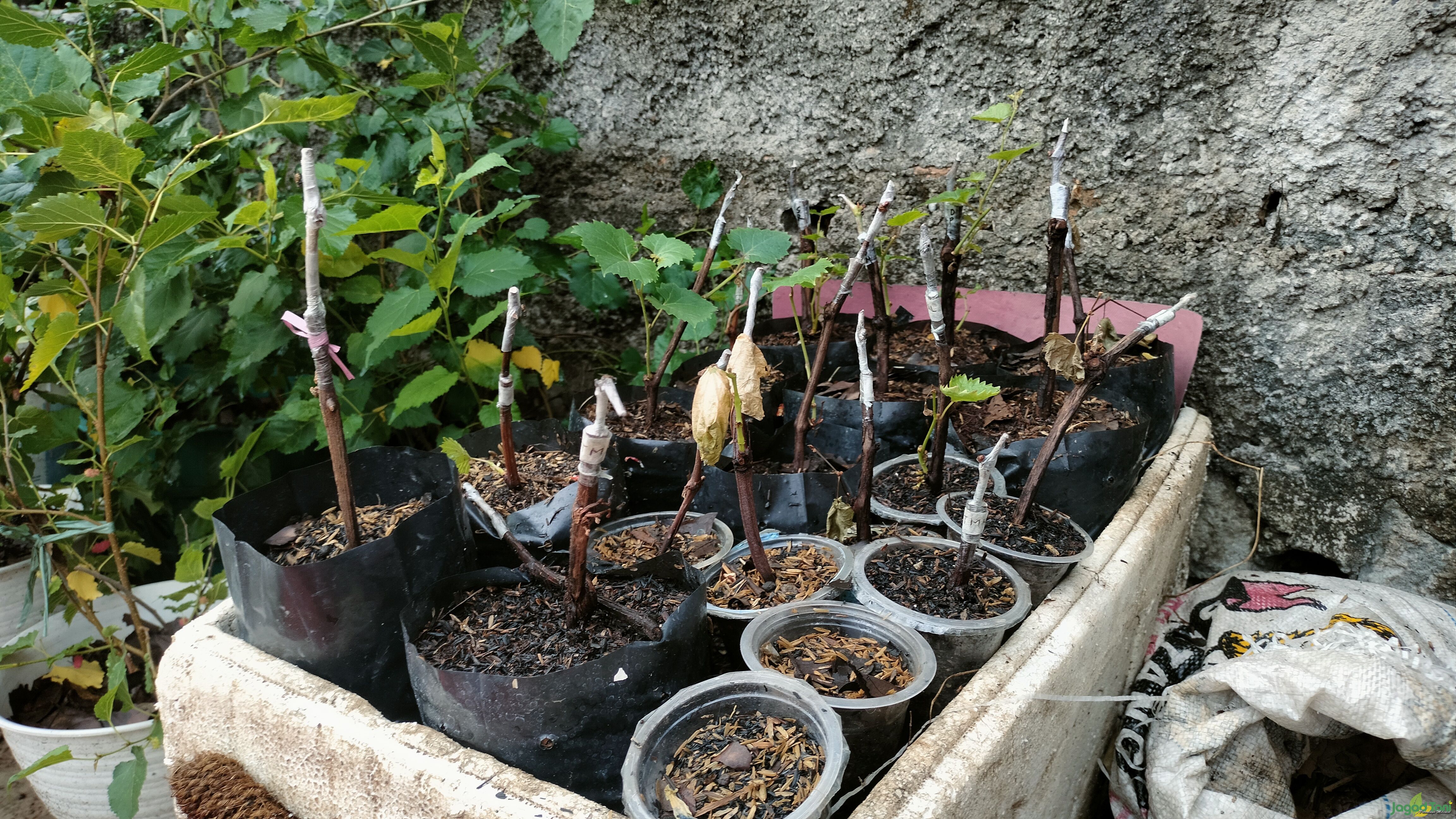 Bibit tanaman anggur 