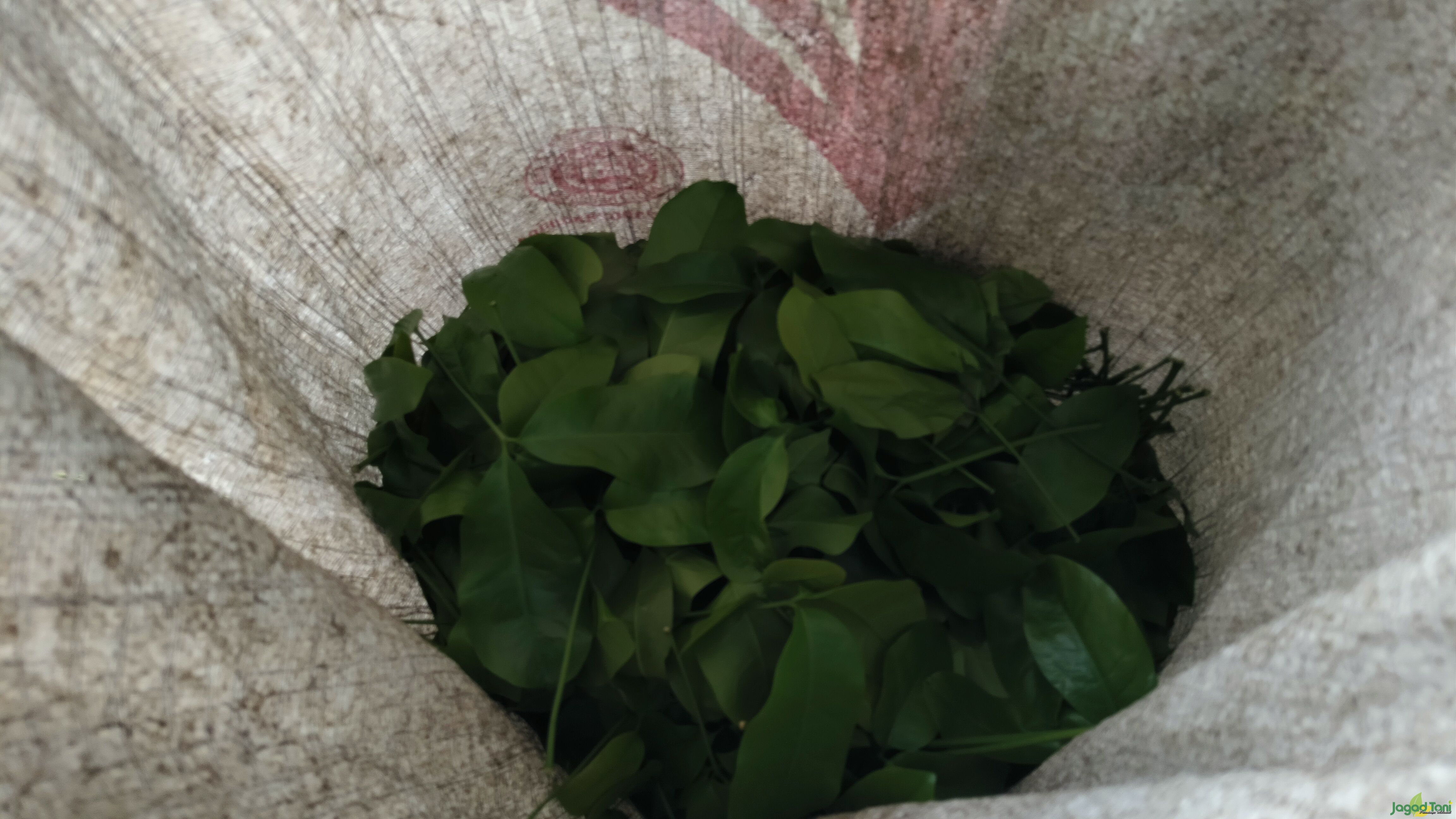Daun melinjo berekonomis tinggi
