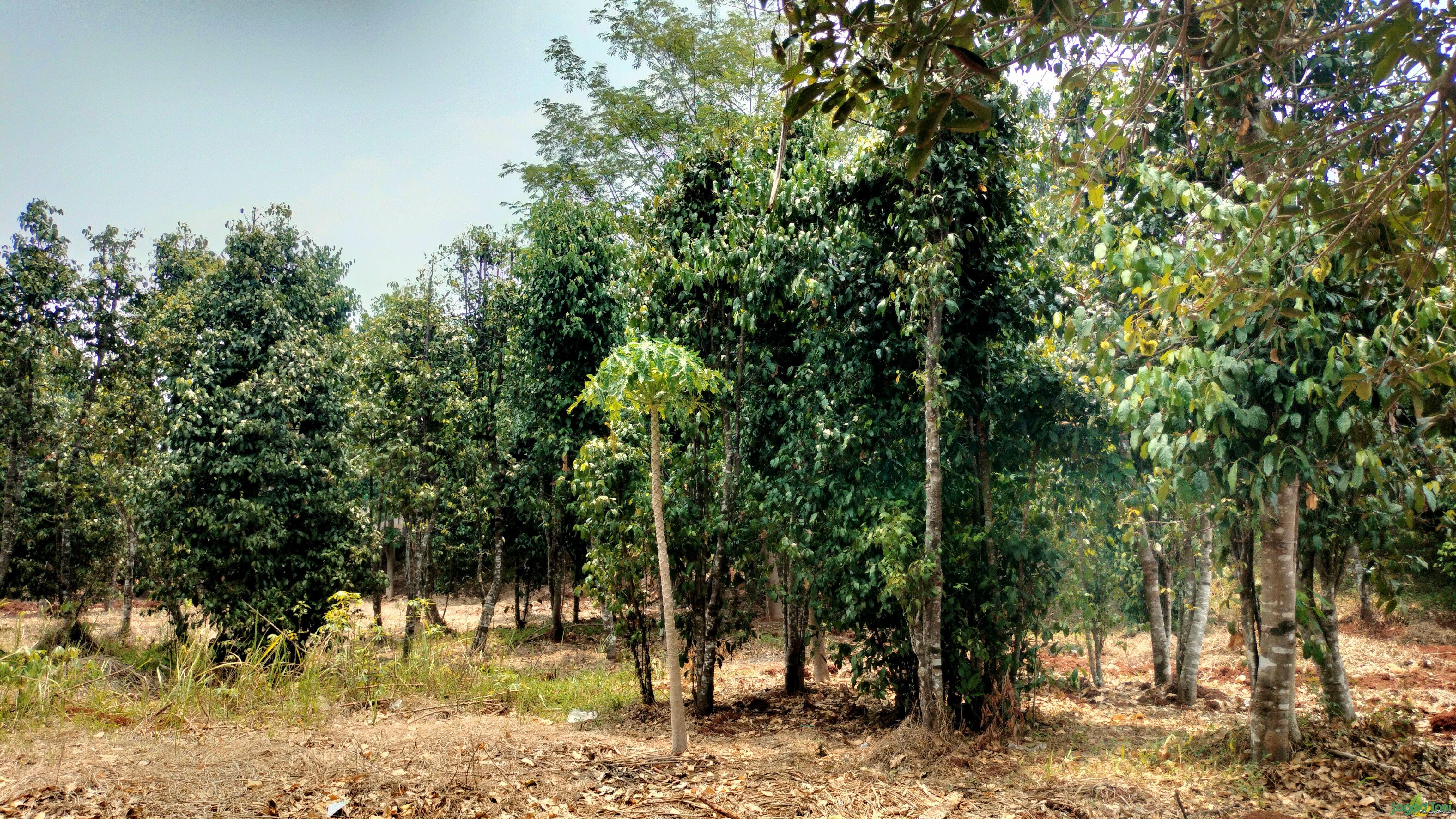Pohon Melinjo di Bekasi