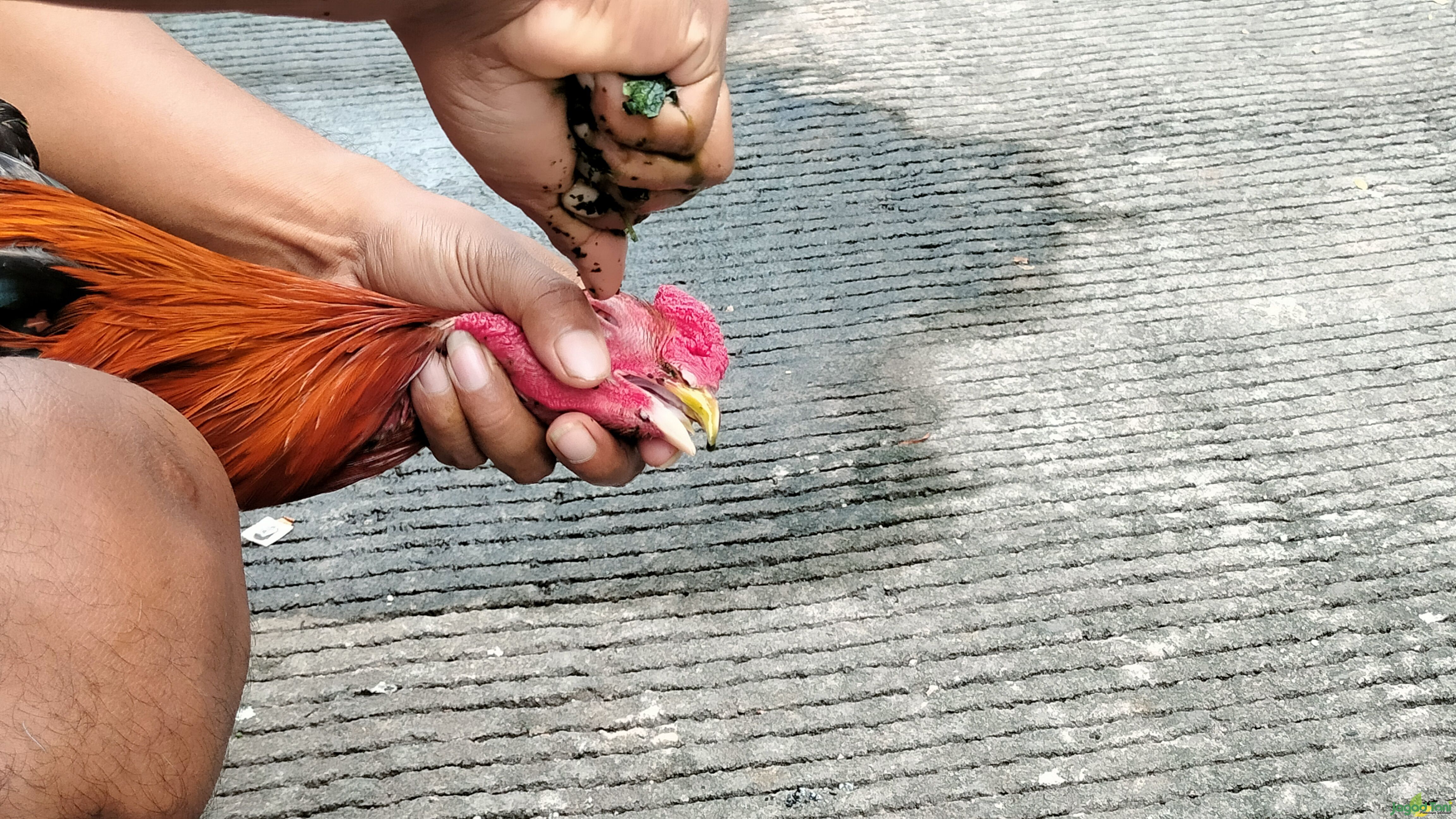 Cara mengobati ayam sakit mata