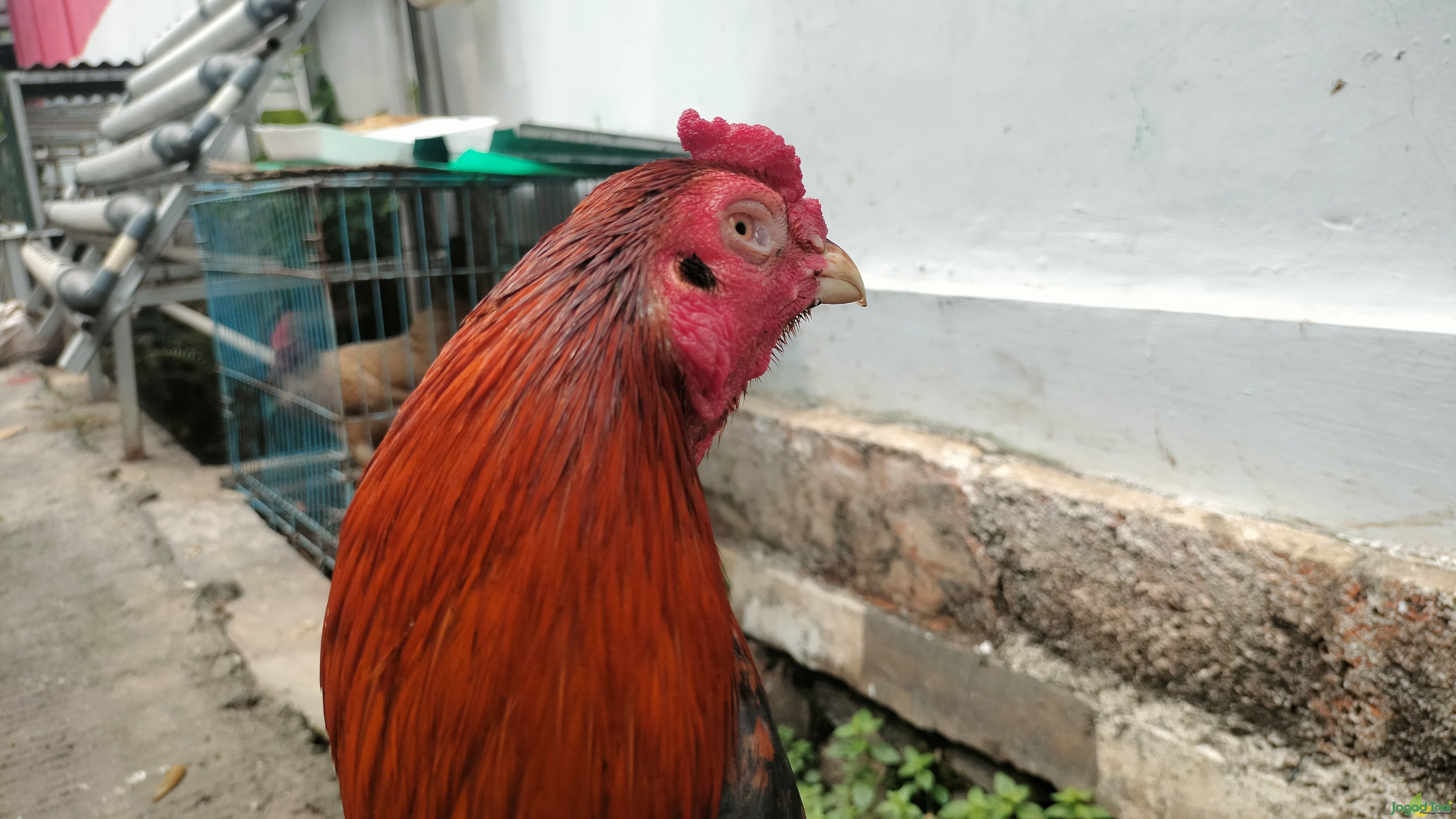 Penyakit Mata Pada Ayam Kontes 