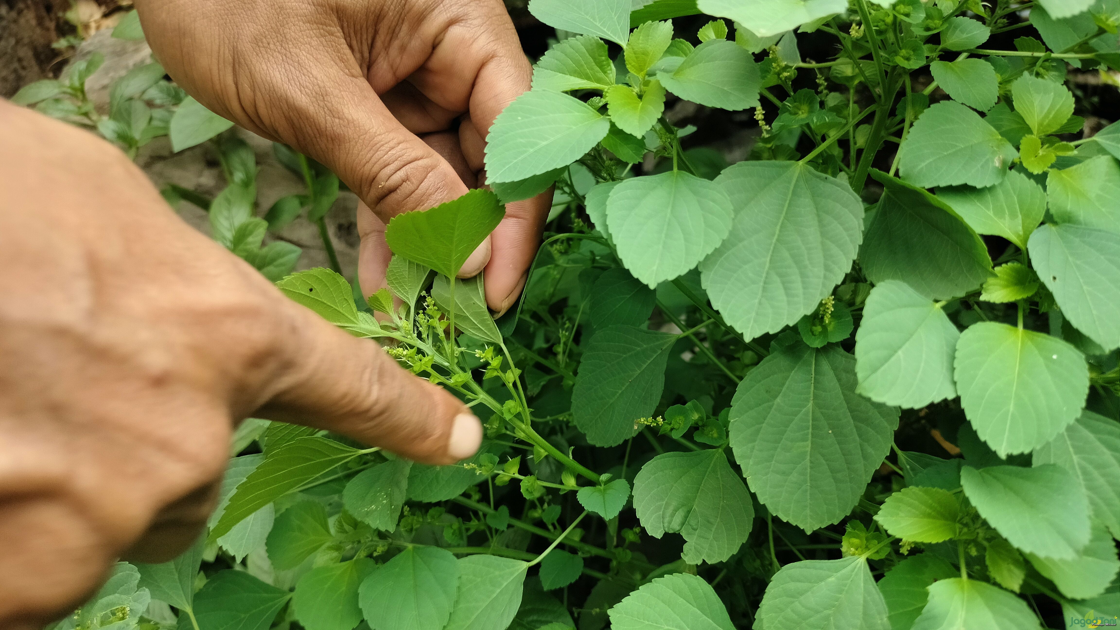 Manfaat daun anting-anting untuk ayam
