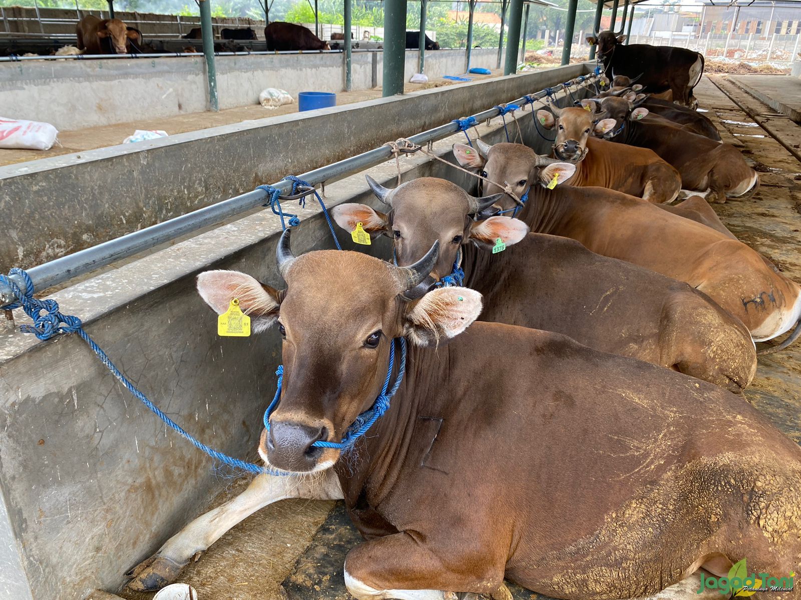 Sapi di BBS Farm - Bekasi