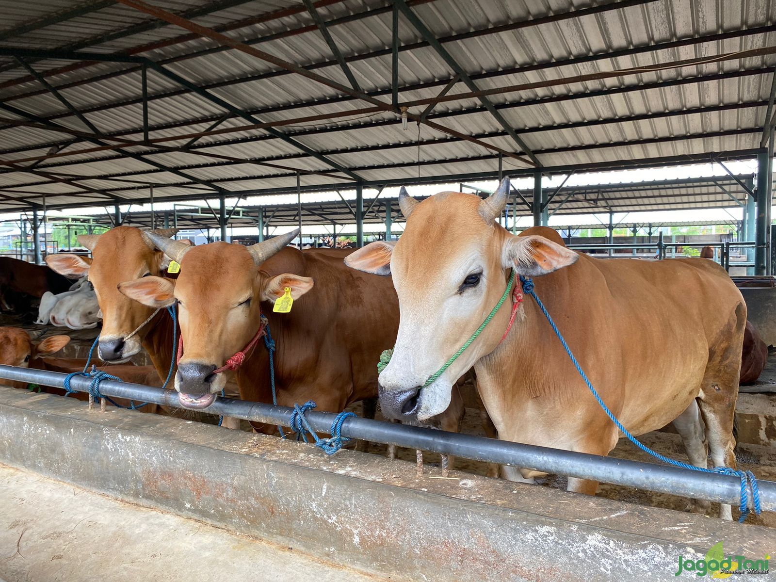 Sapi Berkah Bersama Sejahtera Farm 