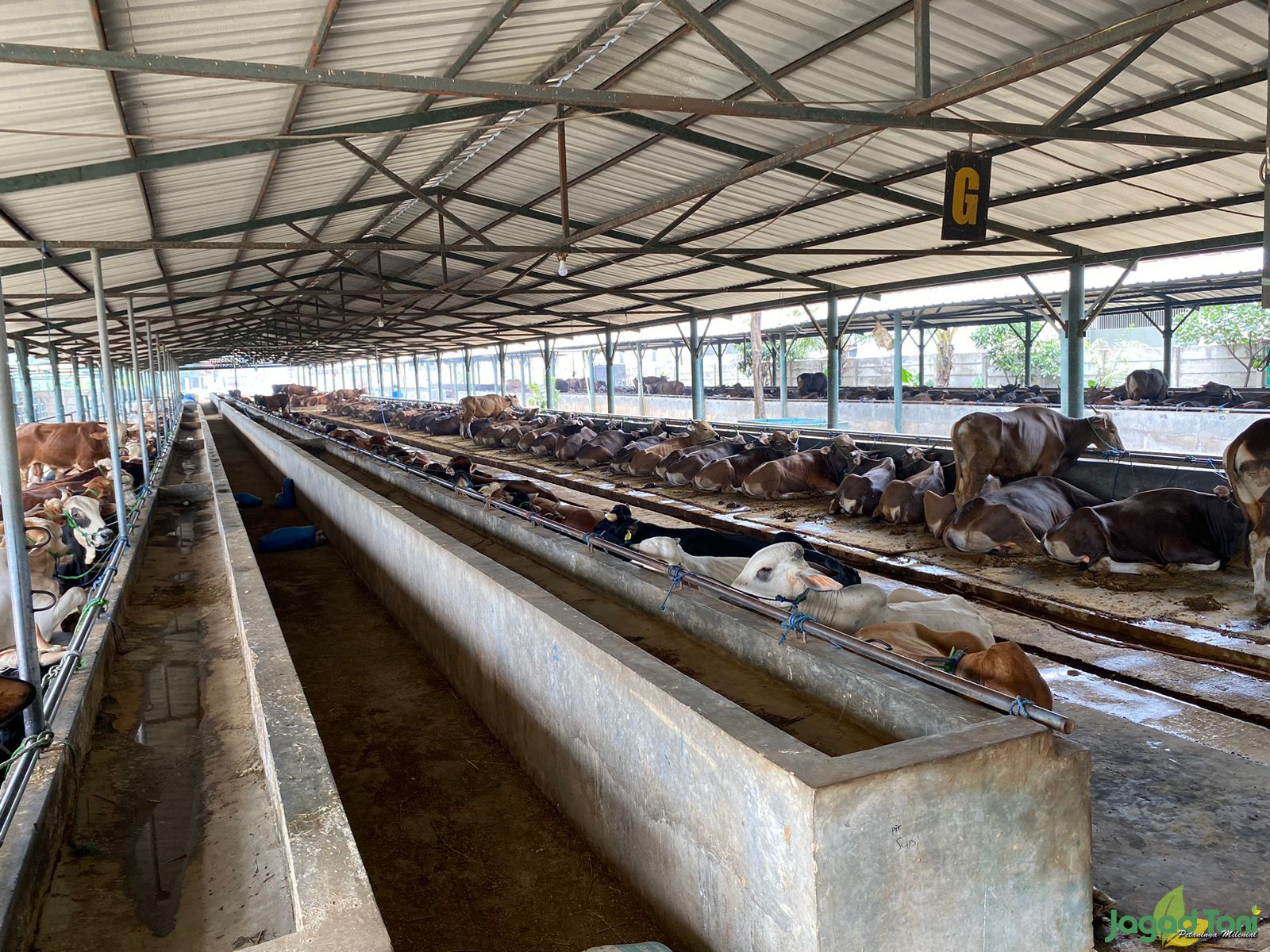 Berkah Bersama Sejahtera Farm Bekasi