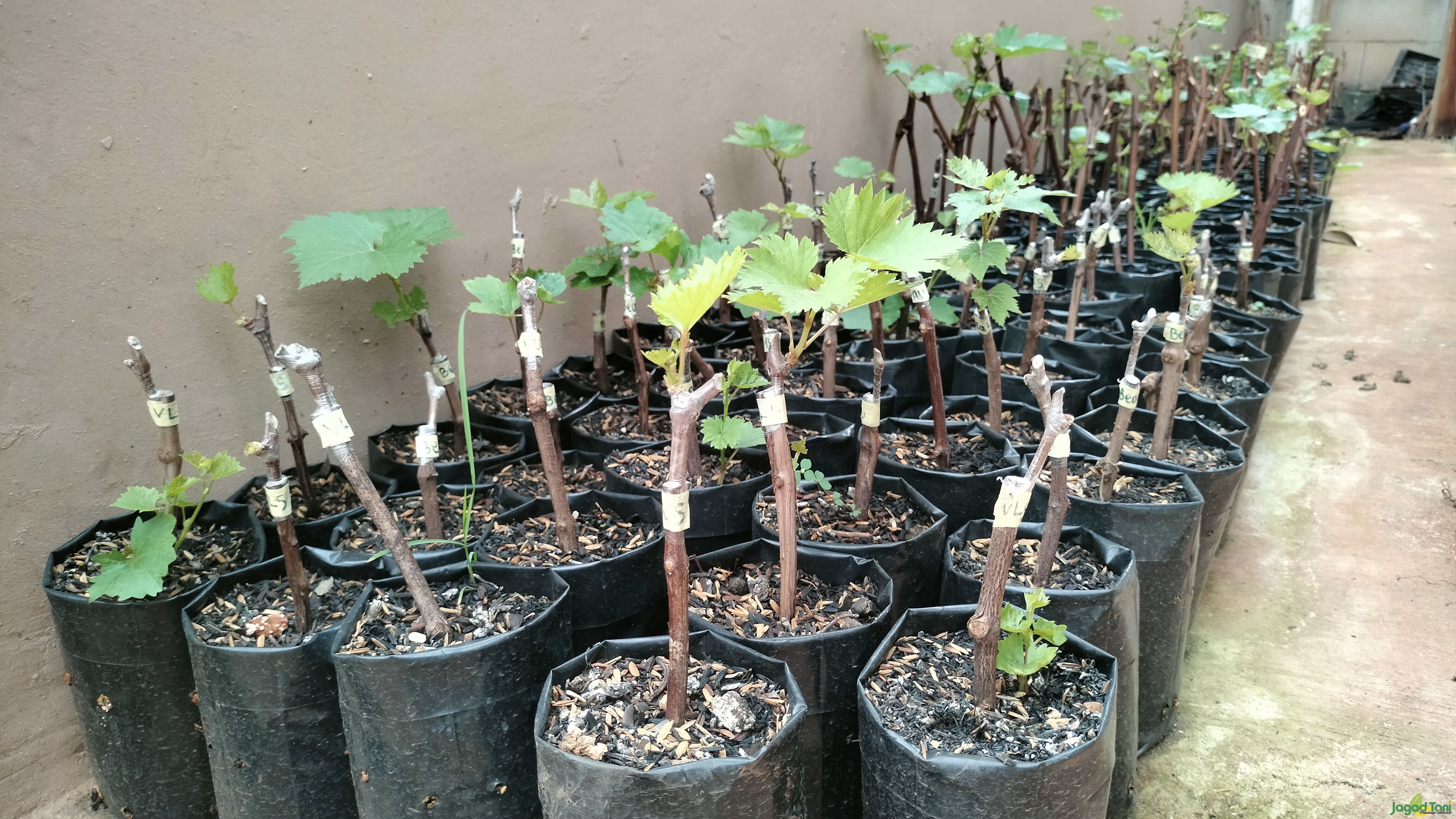 Merawat pohon anggur sejak dini