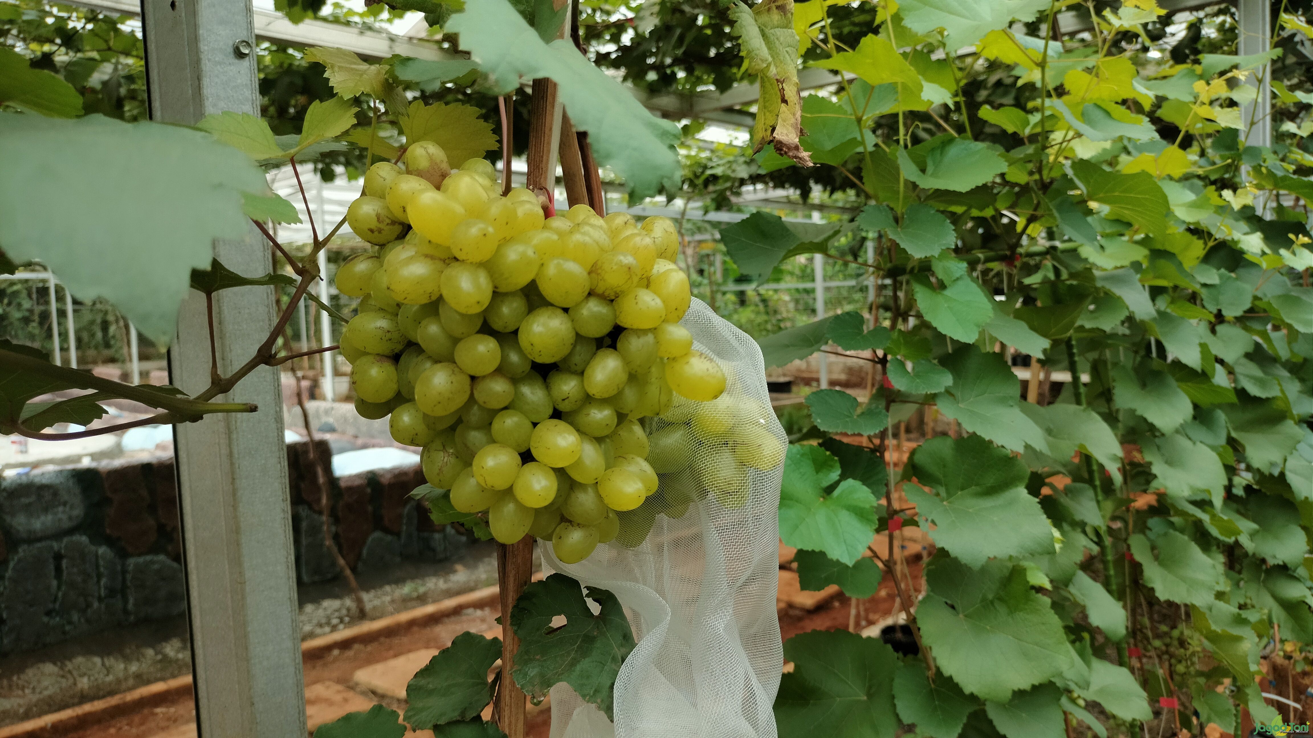 Anggur Heliodor di Gaizh Grape n Resto 