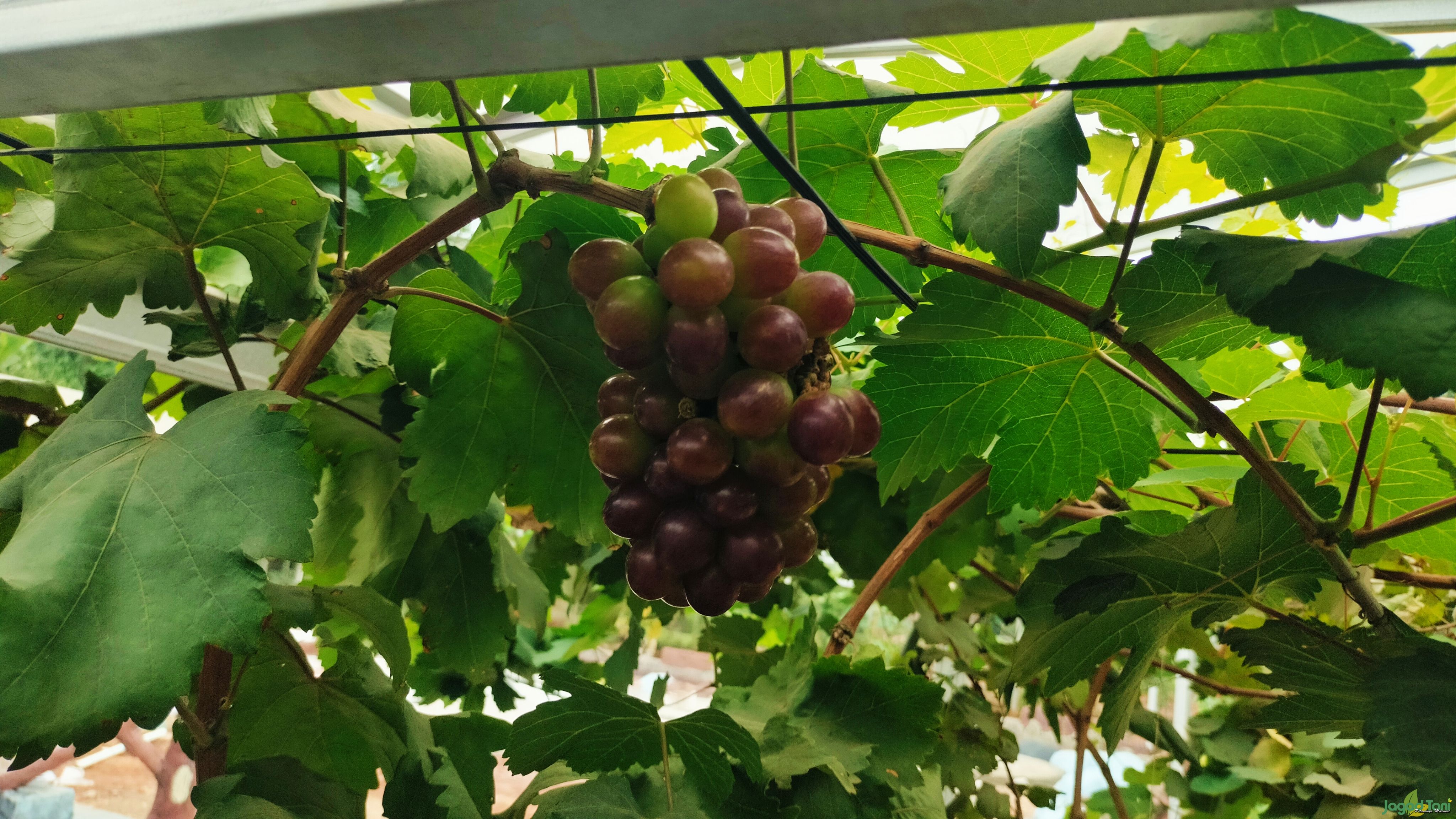 Buah Anggur di Gaizh Grape n Resto 