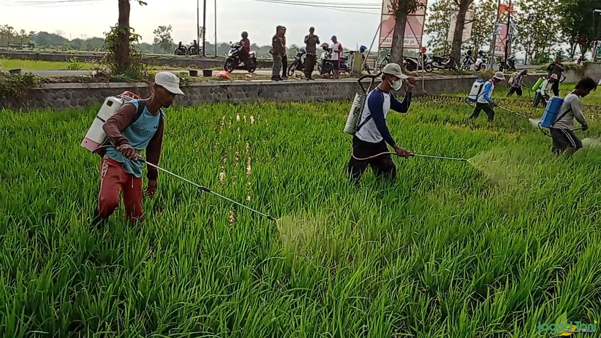Petani melakukan penyemprotan pestisida antisipasi penyebaran hama penggerek batang