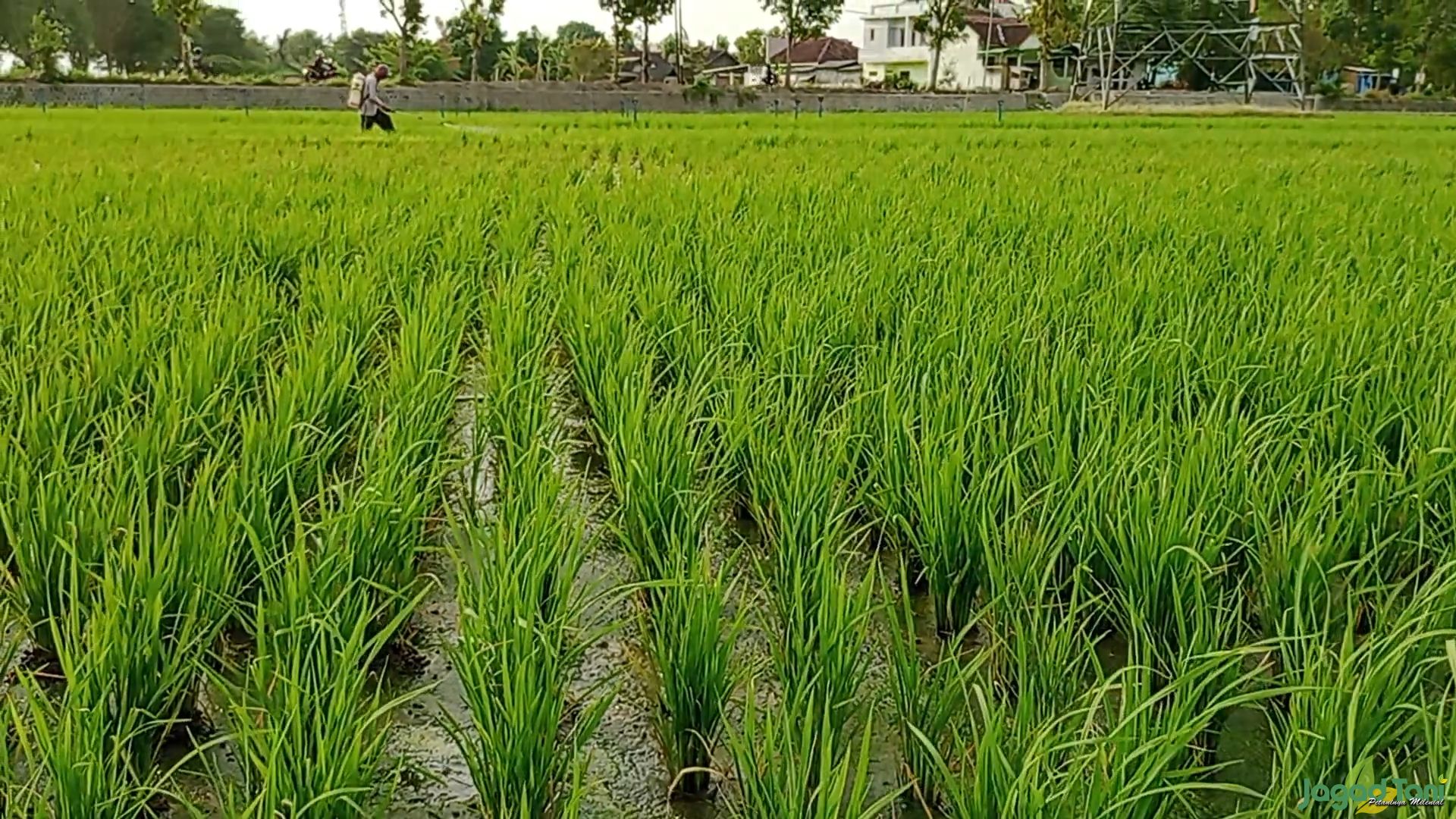 Hama Penggerek Batang Serang Tanaman Padi